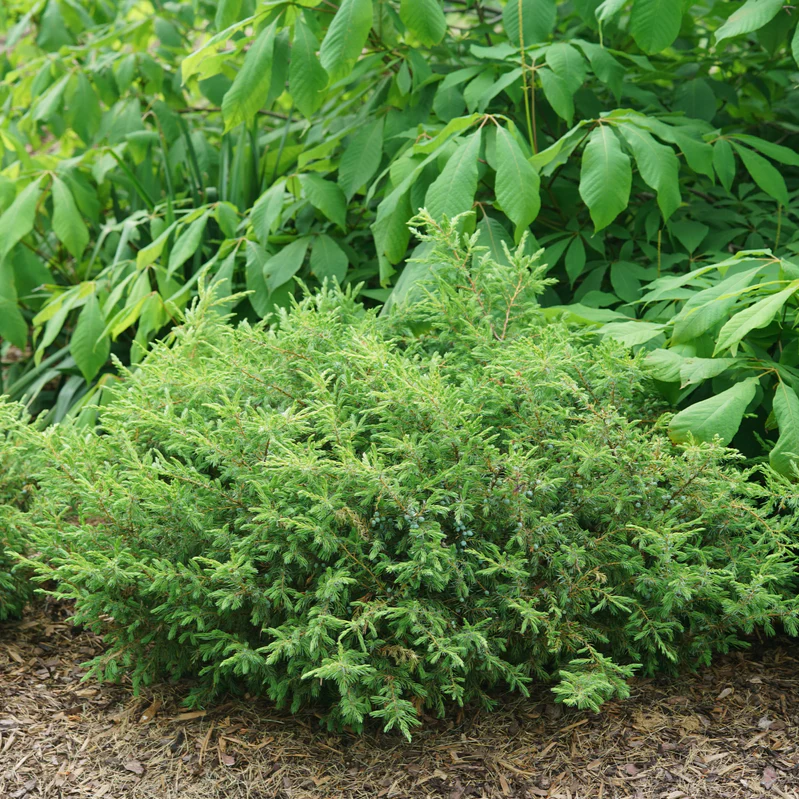 Tortuga® Juniper (Juniperus communis) - Image 7