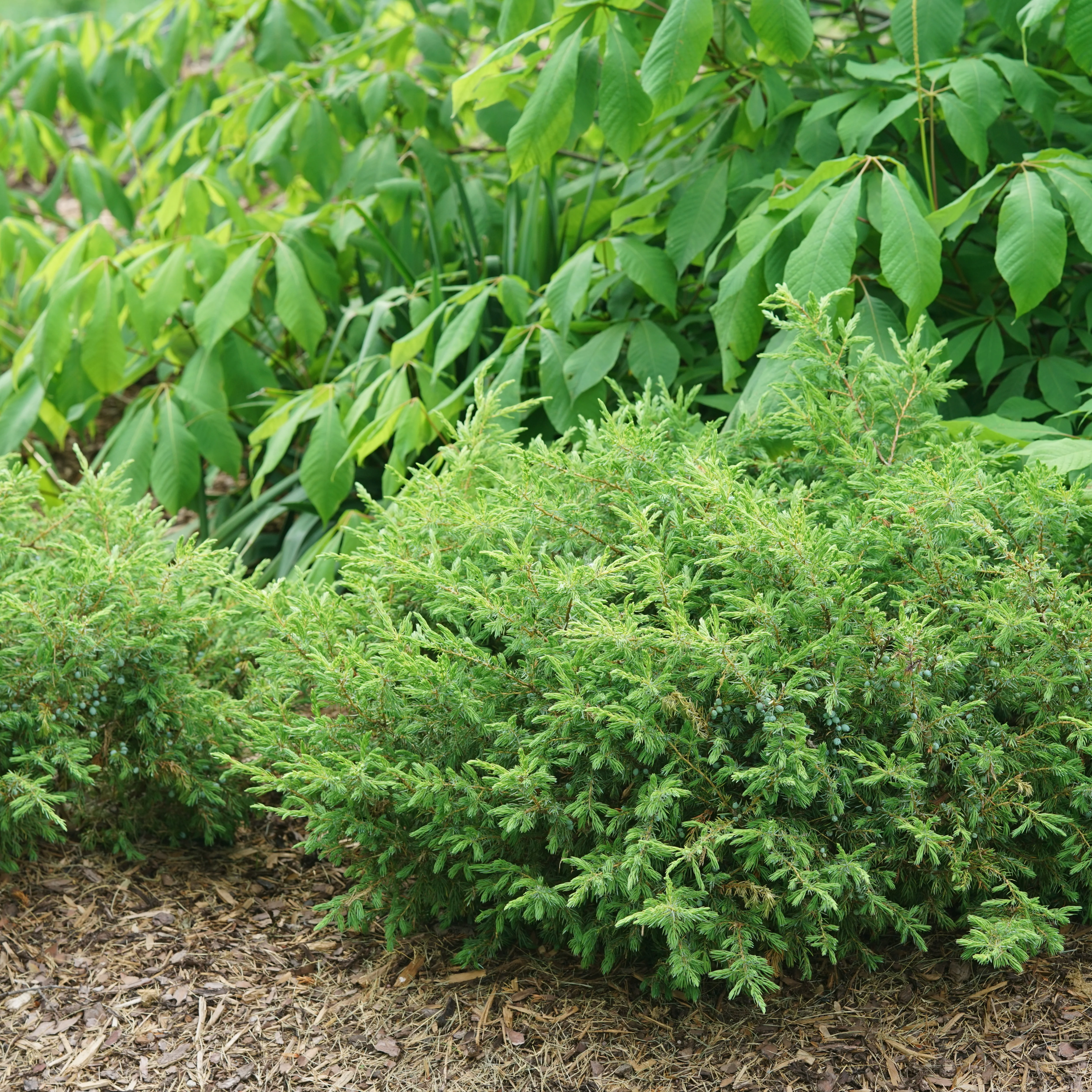 Tortuga® Juniper (Juniperus communis) - Image 8