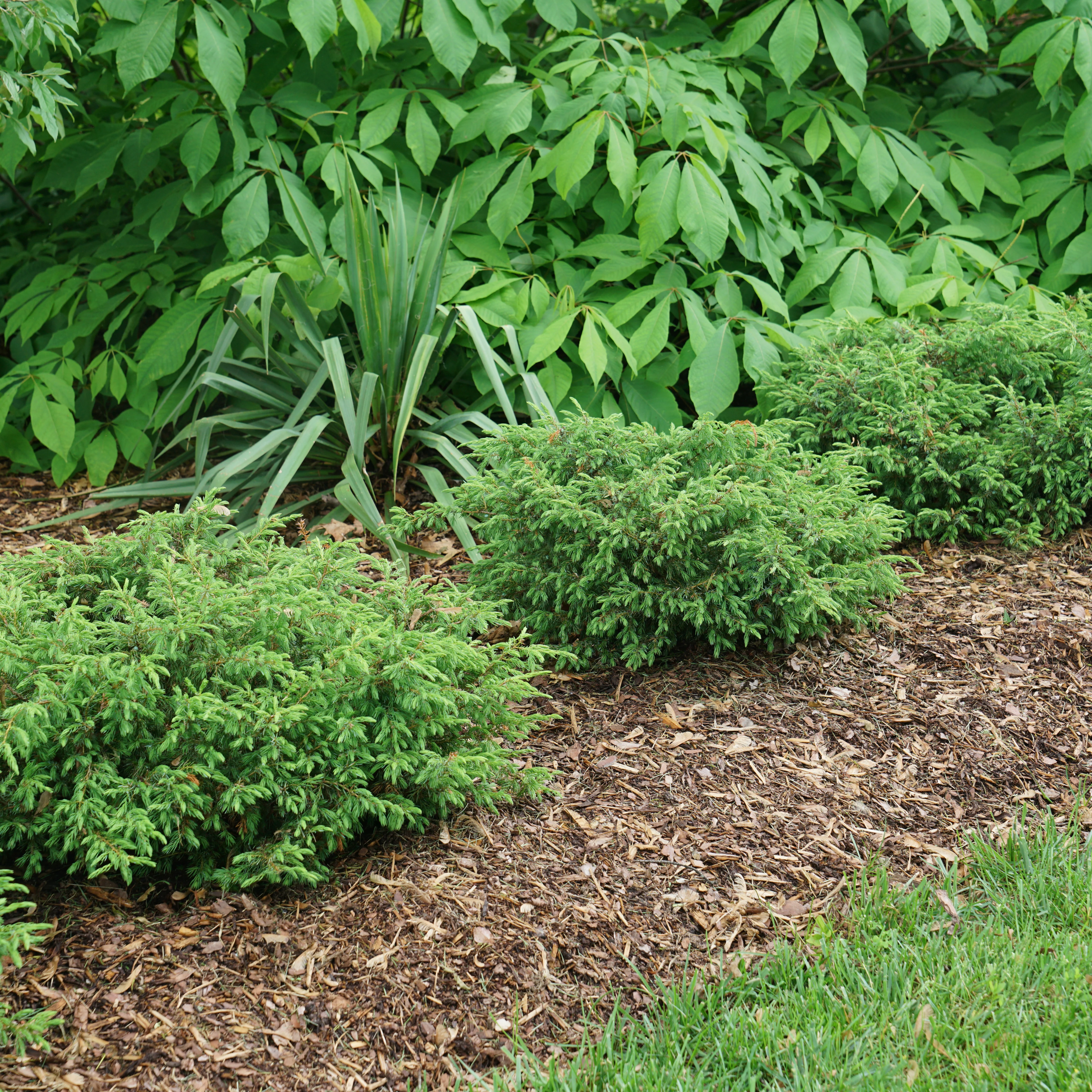 Tortuga® Juniper (Juniperus communis) - Image 9