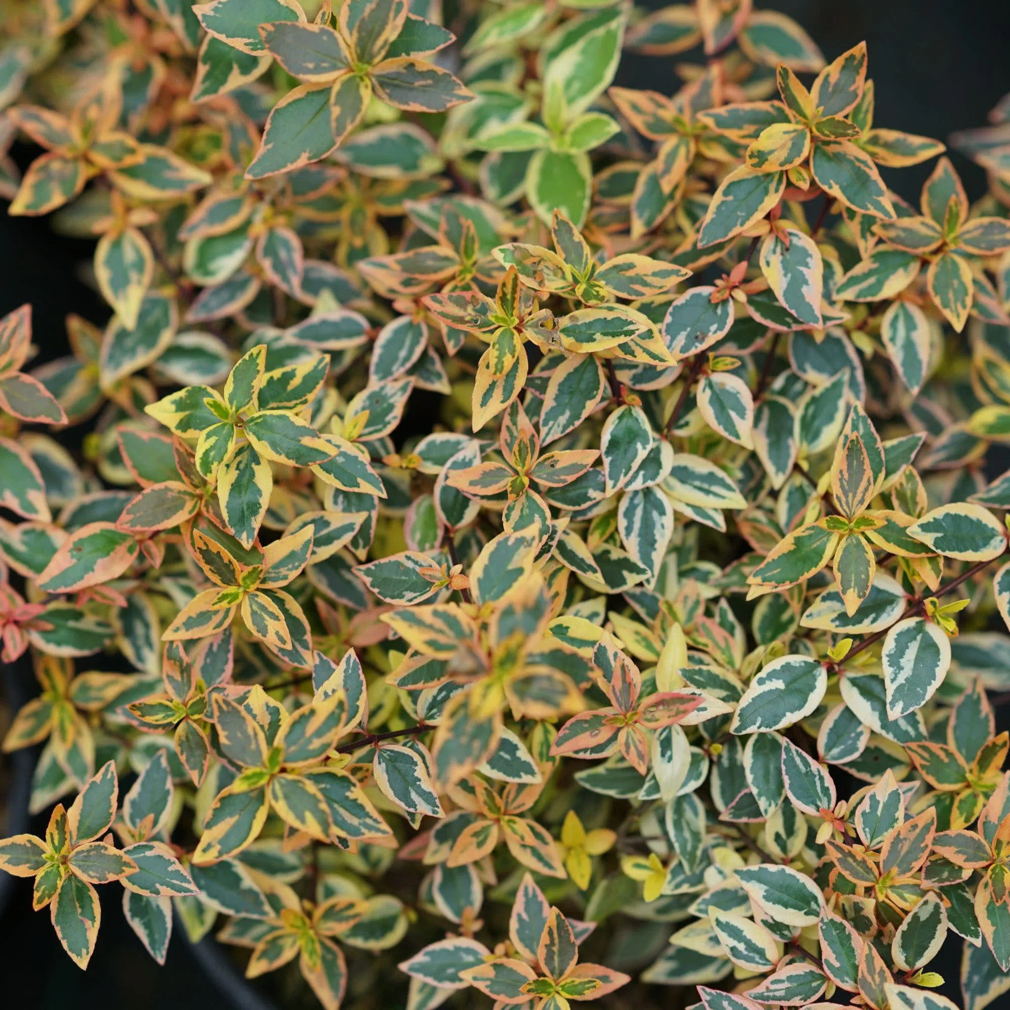 Tres Amigos® Abelia (Abelia x grandiflora) - Image 3