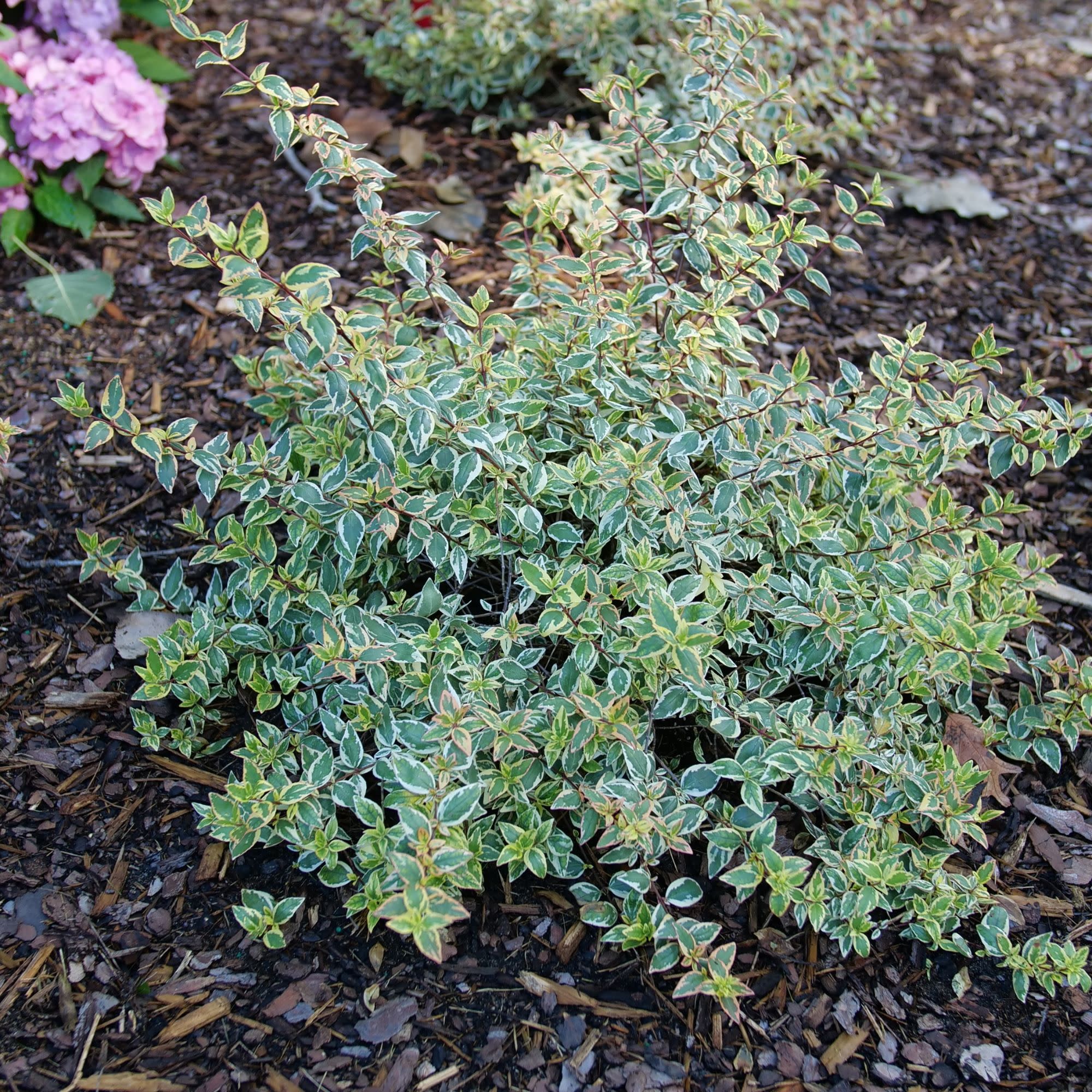 Tres Amigos® Abelia (Abelia x grandiflora) - Image 4