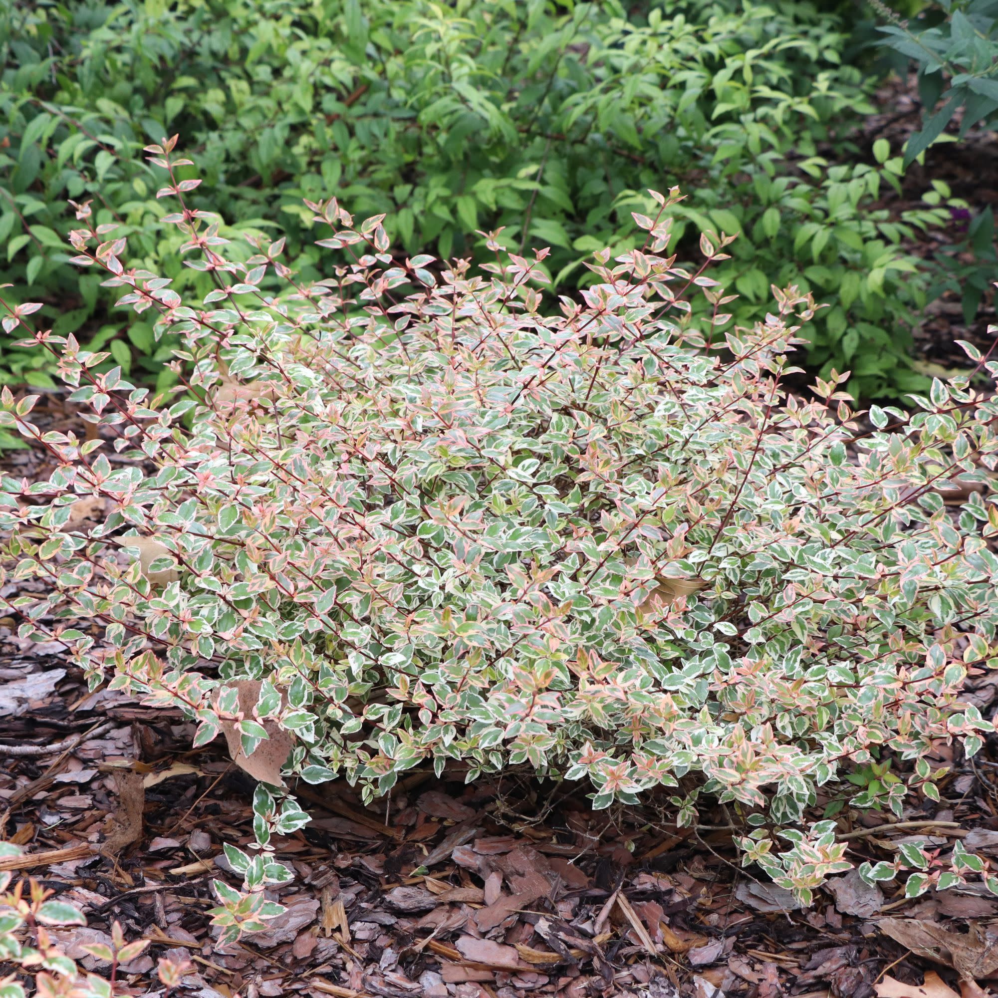Tres Amigos® Abelia (Abelia x grandiflora) - Image 5