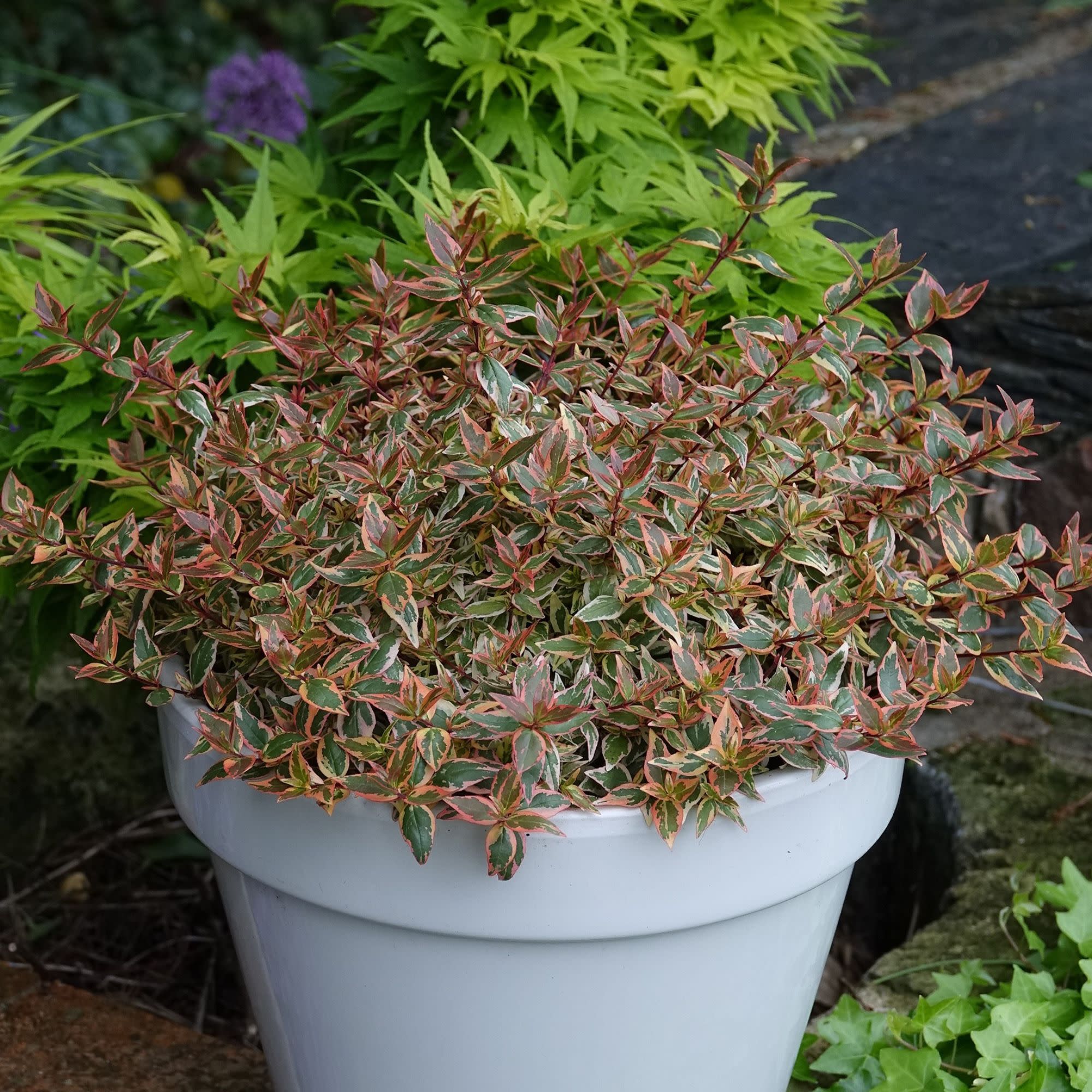 Tres Amigos® Abelia (Abelia x grandiflora) - Image 6