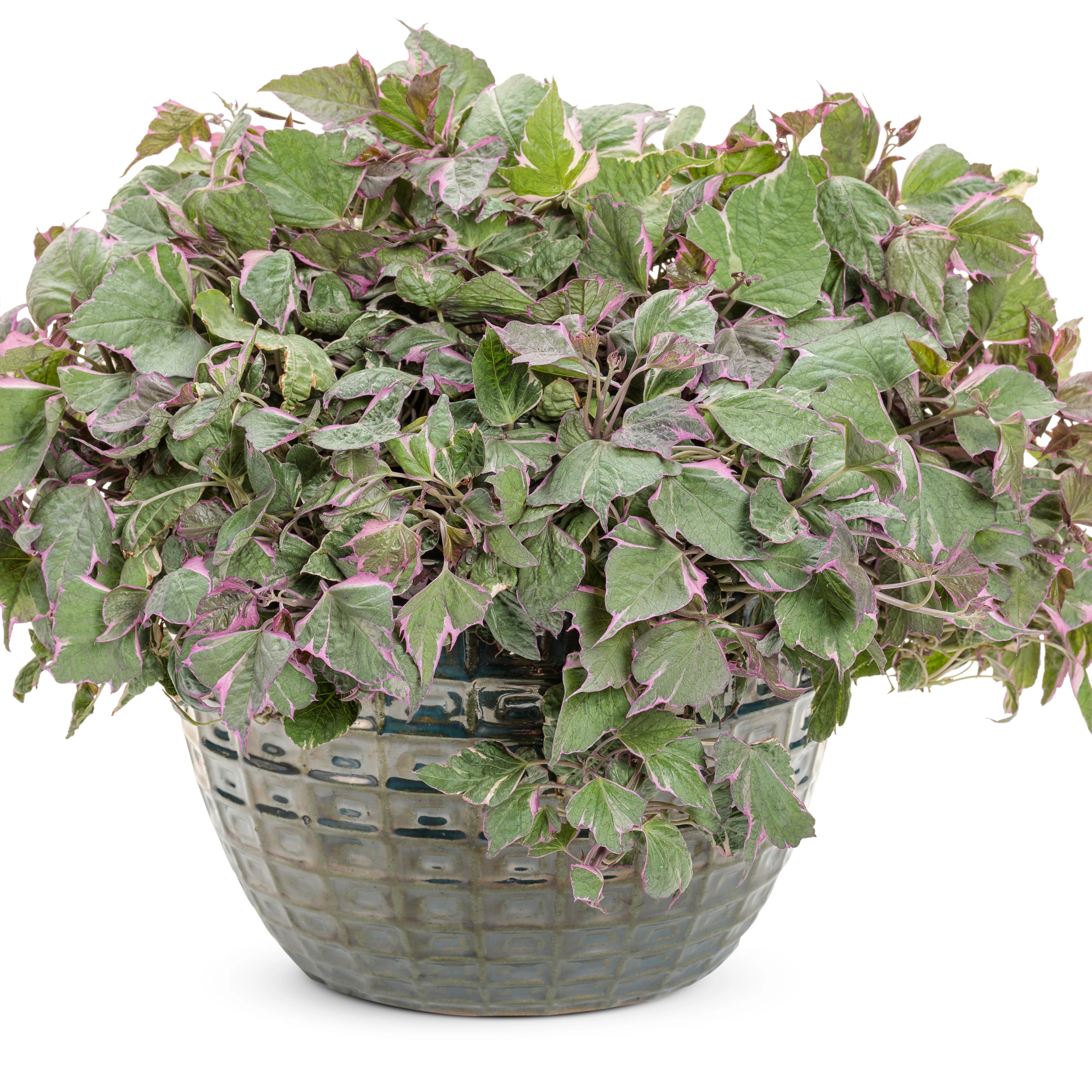 Tricolor Sweet Potato Vine (Ipomoea batatas) - Image 4