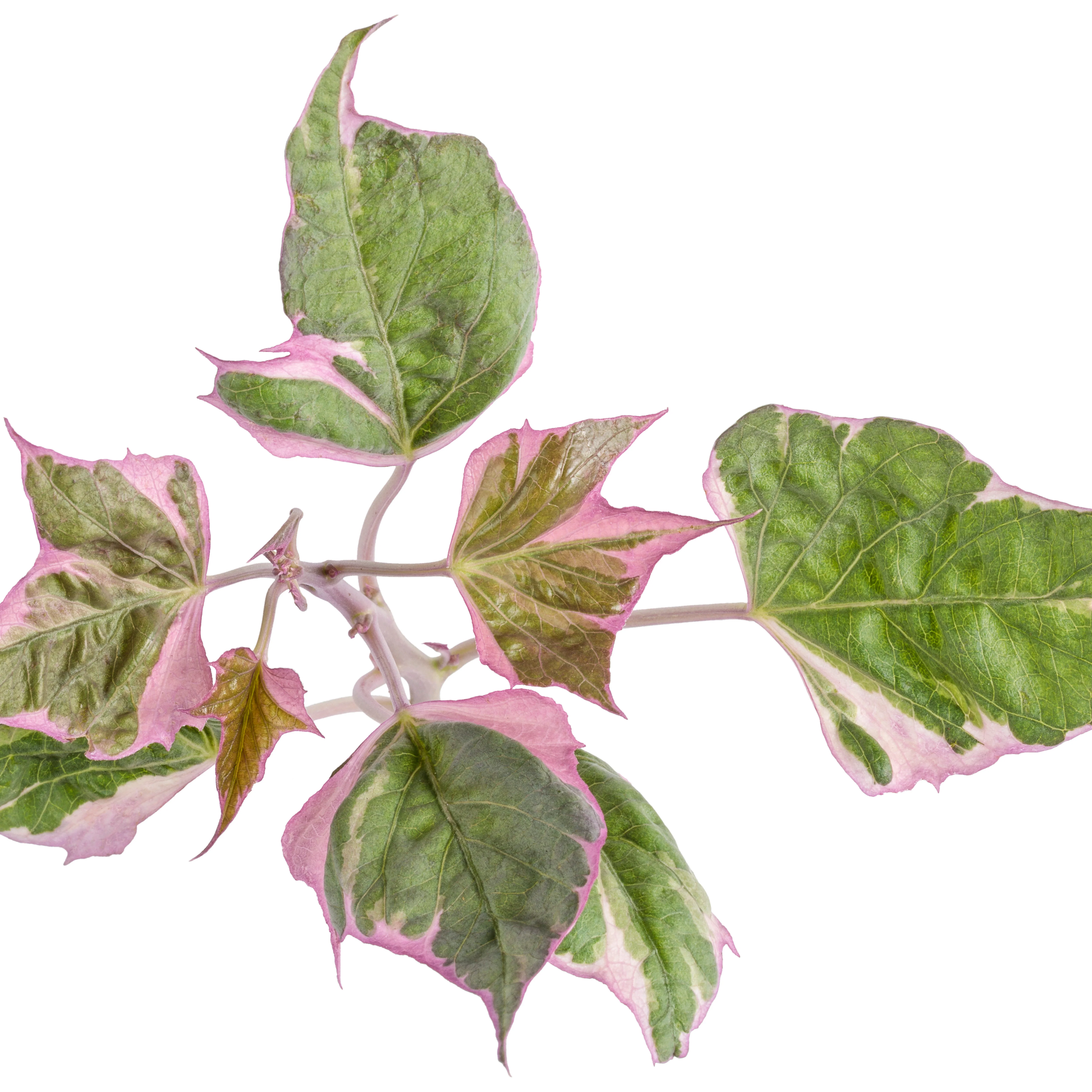 Tricolor Sweet Potato Vine (Ipomoea batatas) - Image 7