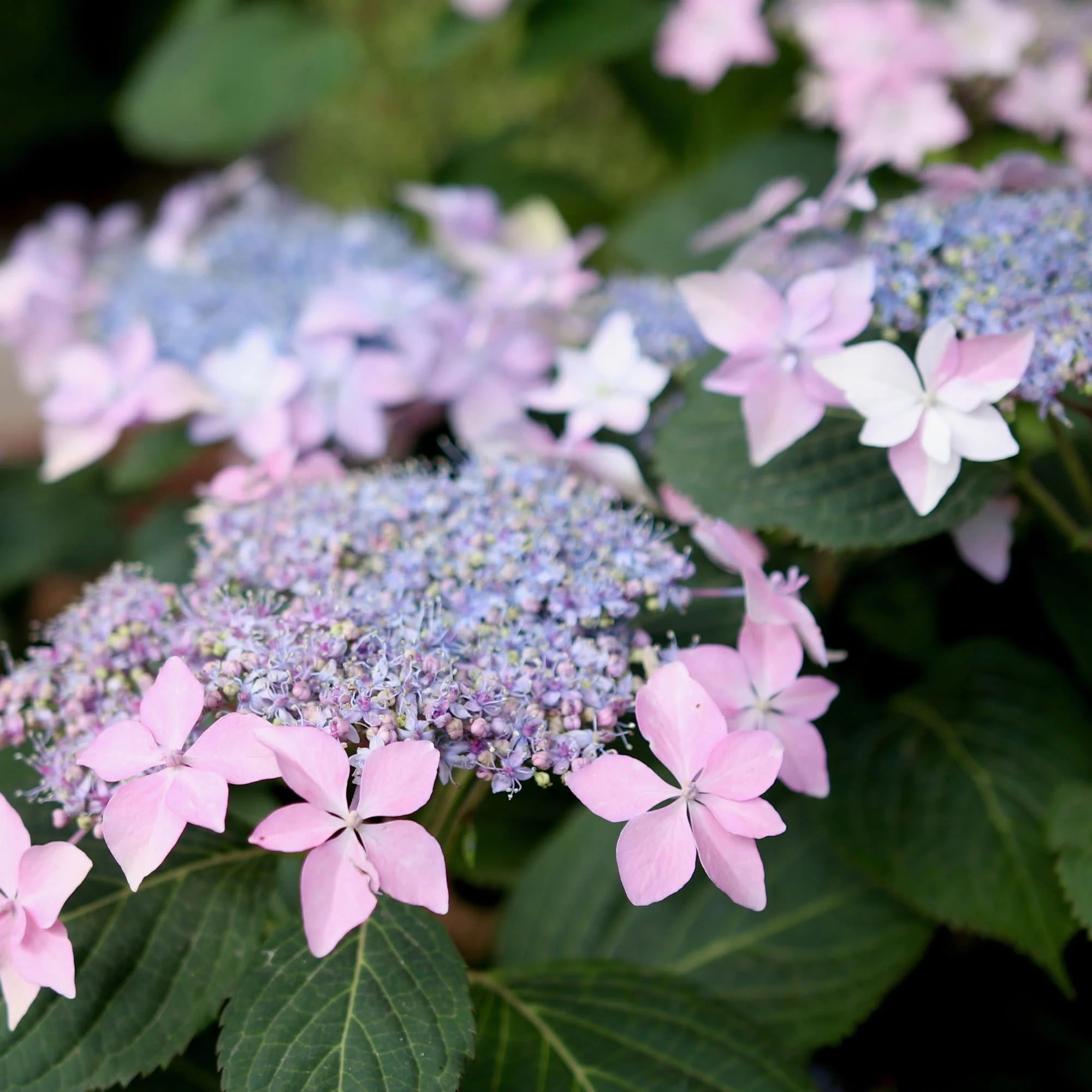 Tuff Stuff Ah-Ha® Mountain Hydrangea (serrata) - Image 4