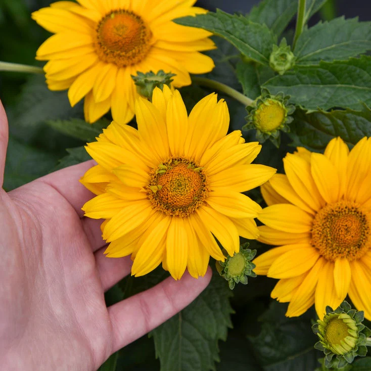 Tuscan Gold™ False Sunflower (Heliopsis helianthoides)