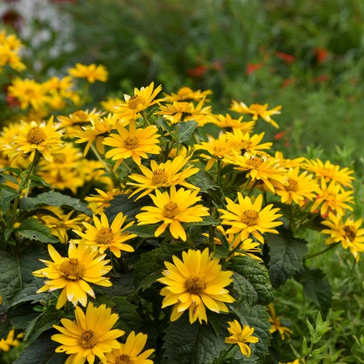 Tuscan Gold™ False Sunflower (Heliopsis helianthoides) - Image 3