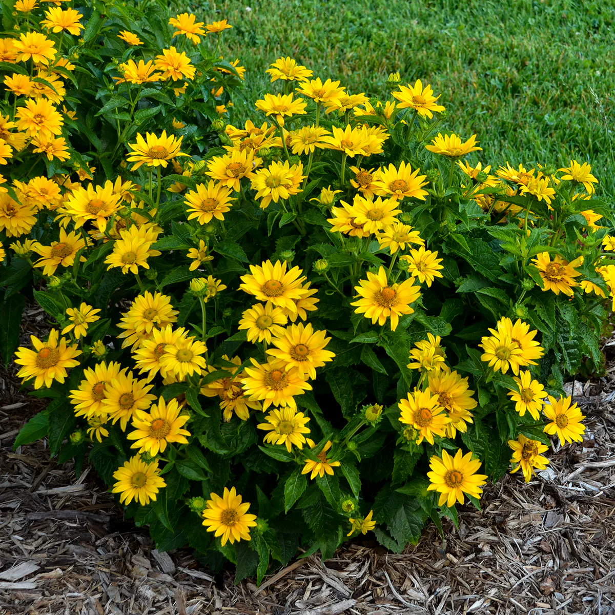 Tuscan Gold™ False Sunflower (Heliopsis helianthoides) - Image 4