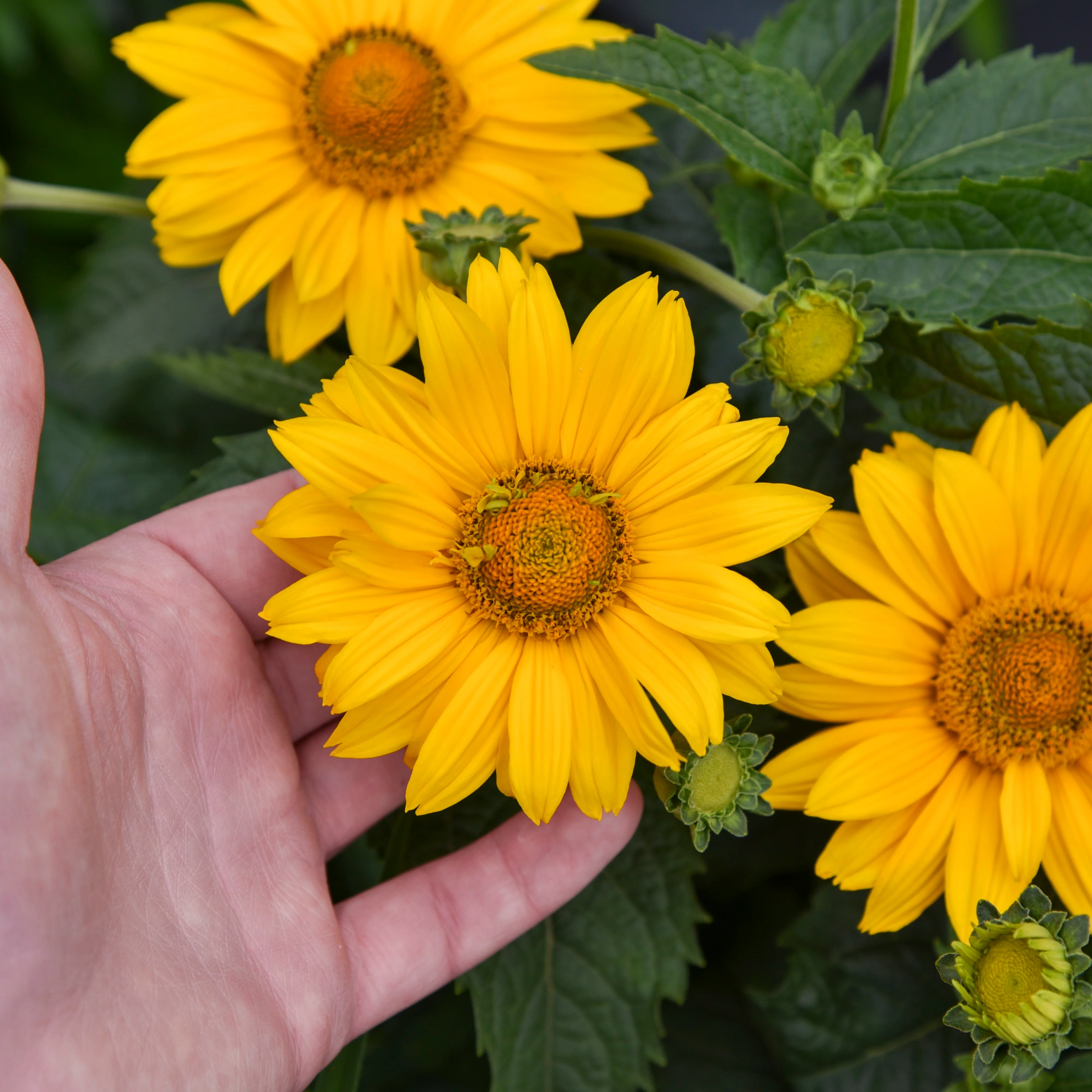 Tuscan Gold™ False Sunflower (Heliopsis helianthoides) - Image 5