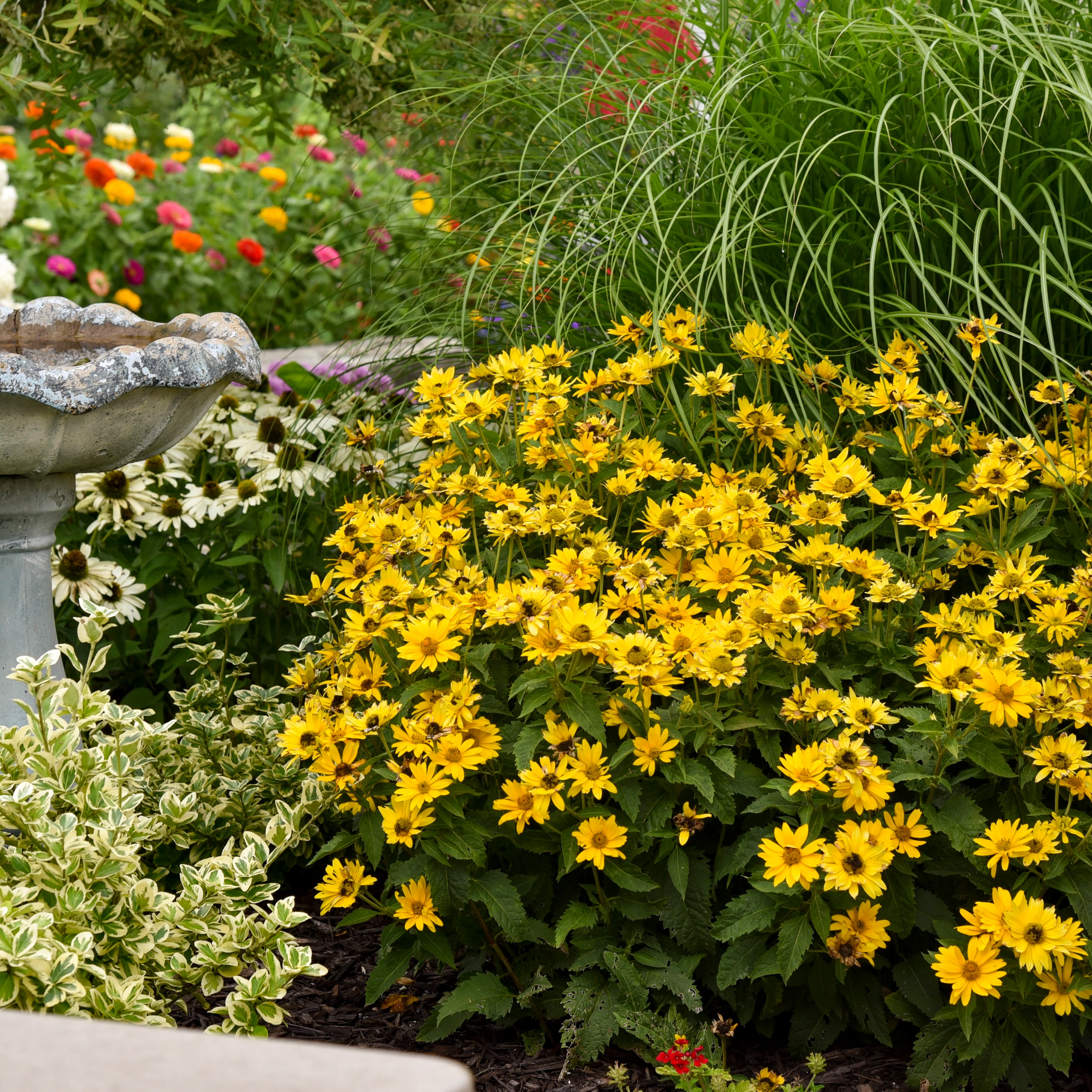 Tuscan Gold™ False Sunflower (Heliopsis helianthoides) - Image 6