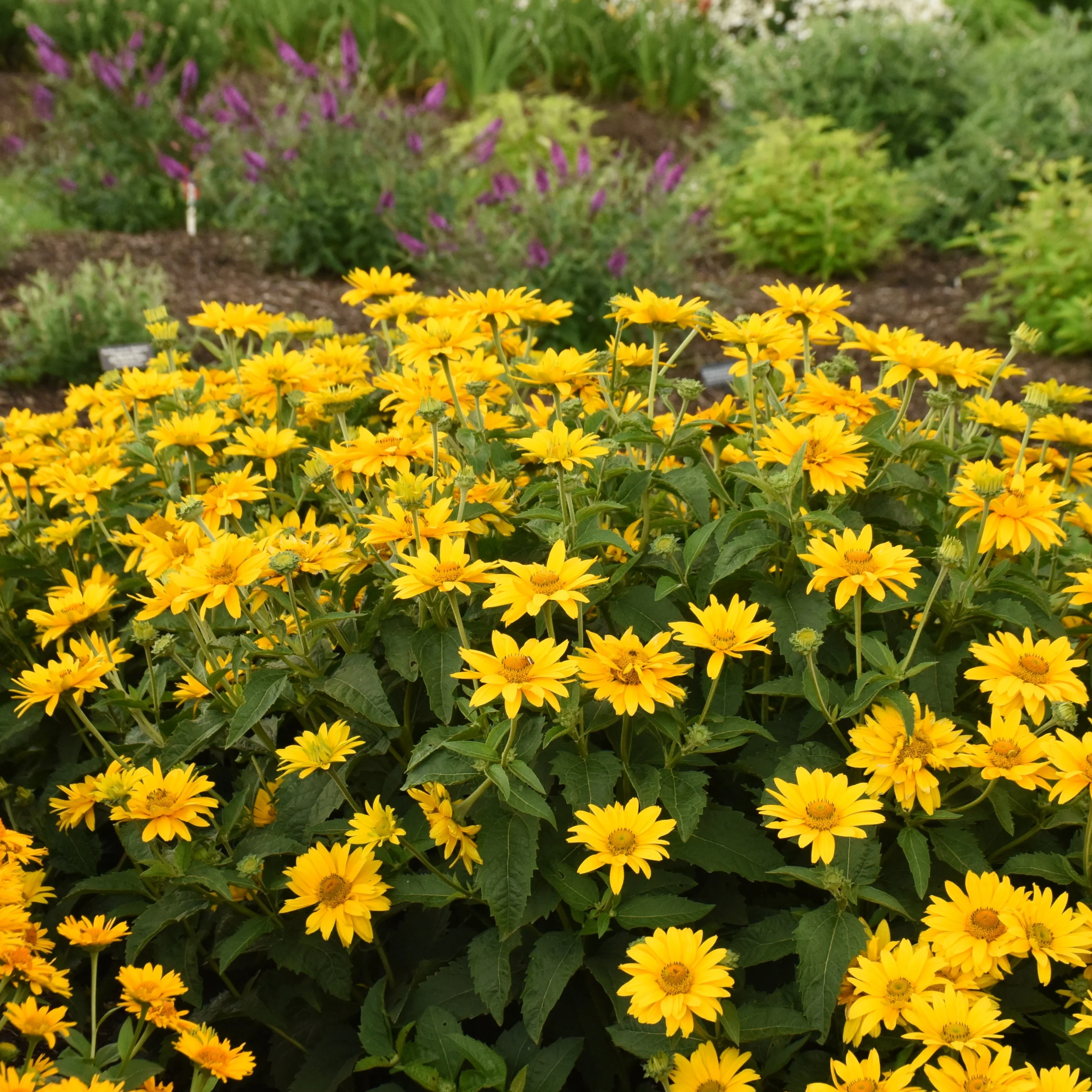 Tuscan Gold™ False Sunflower (Heliopsis helianthoides) - Image 7
