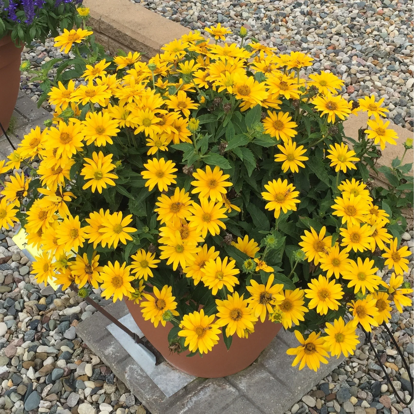 Tuscan Gold™ False Sunflower (Heliopsis helianthoides) - Image 8