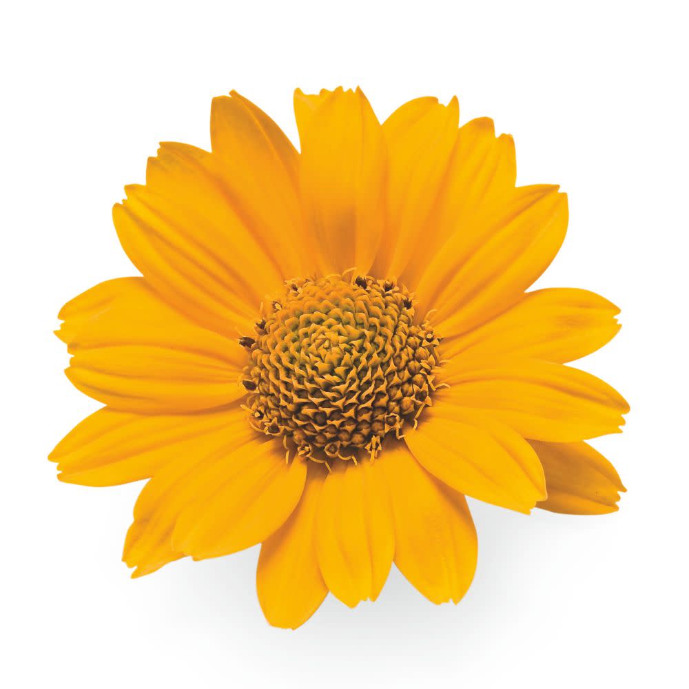 'Tuscan Sun' False Sunflower (Heliopsis helianthoides) - Image 10