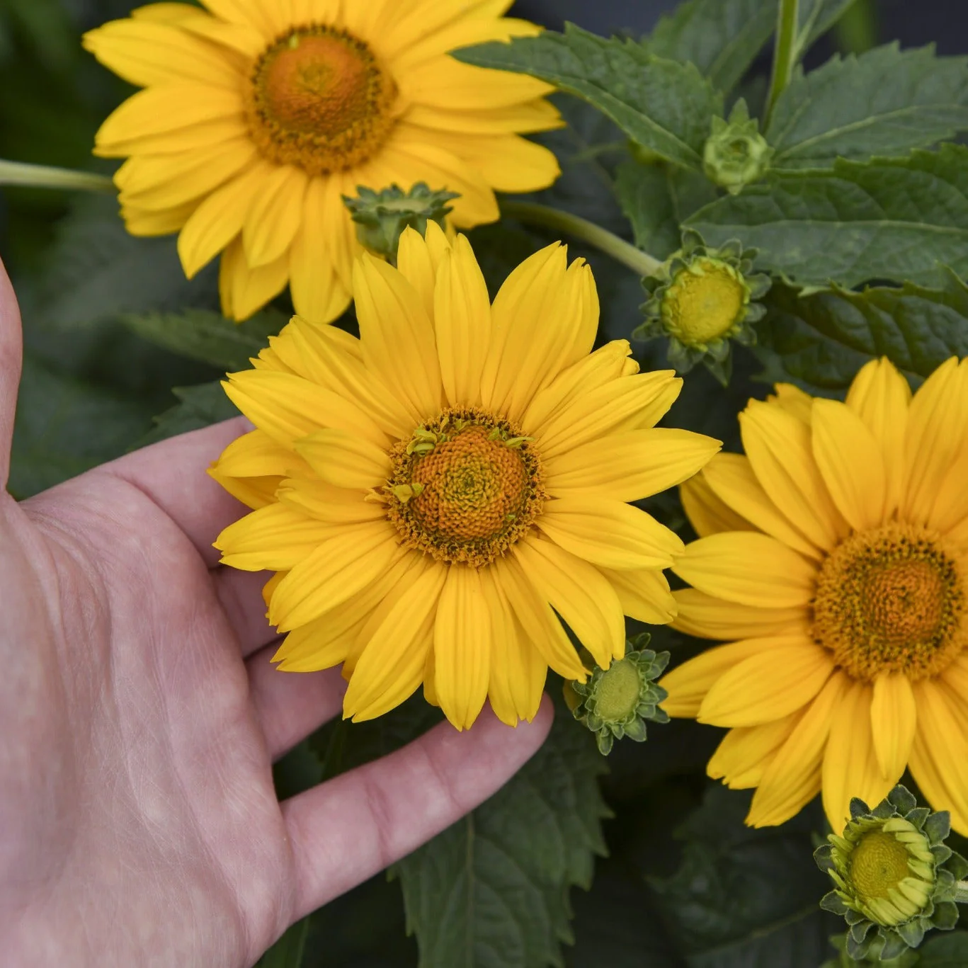 'Tuscan Sun' False Sunflower (Heliopsis helianthoides) - Image 2