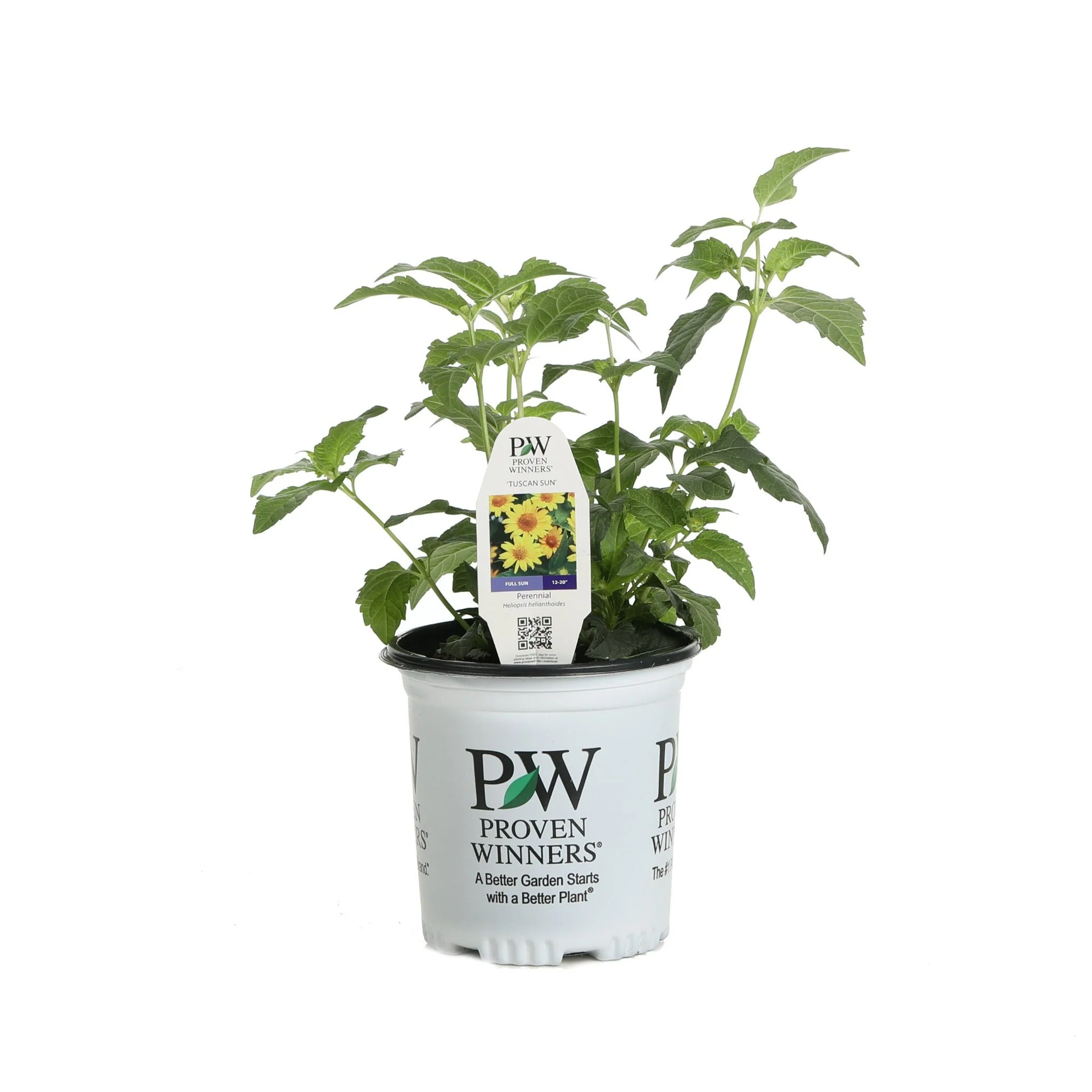 'Tuscan Sun' False Sunflower (Heliopsis helianthoides) - Image 3