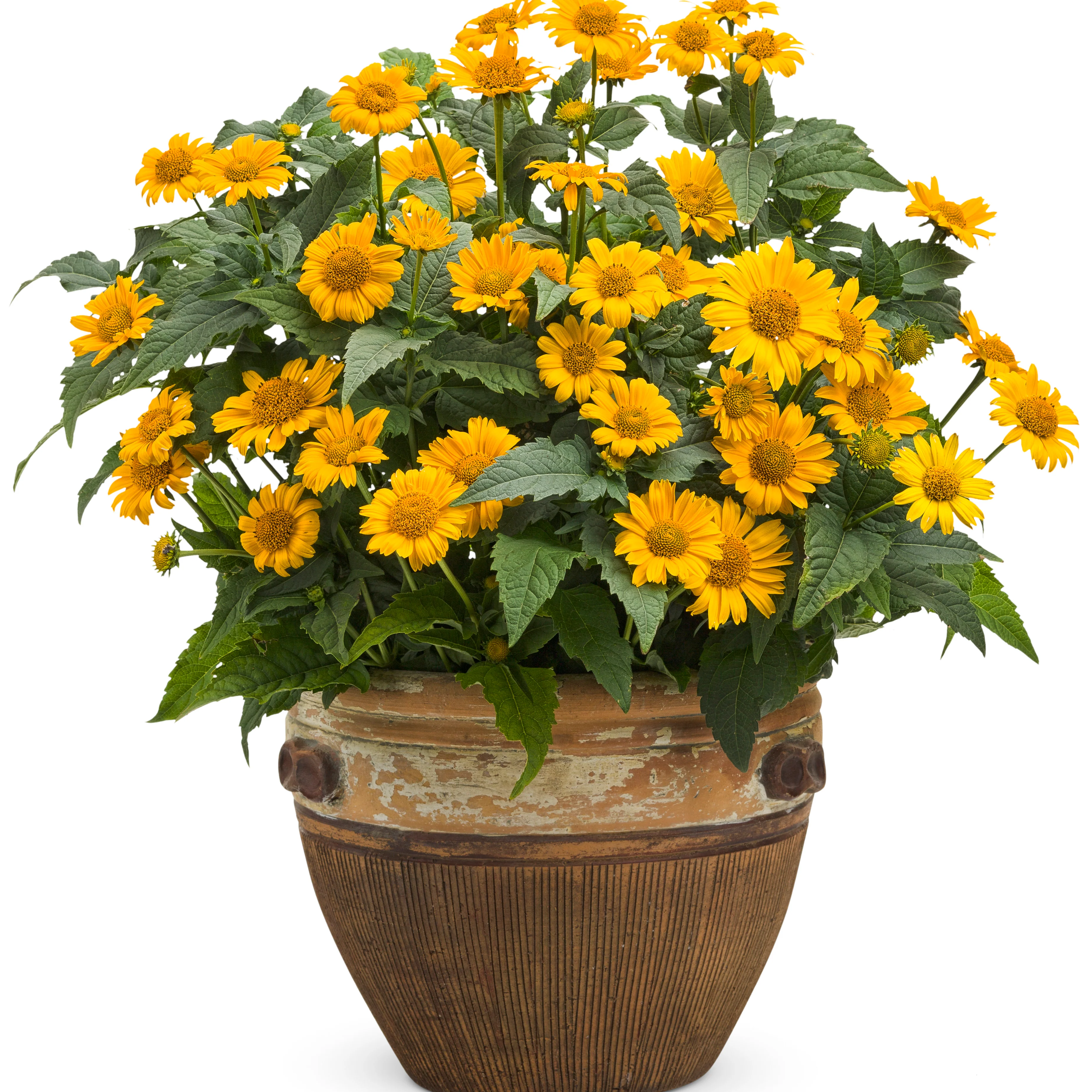 'Tuscan Sun' False Sunflower (Heliopsis helianthoides) - Image 5