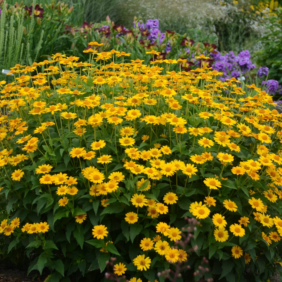 'Tuscan Sun' False Sunflower (Heliopsis helianthoides) - Image 6