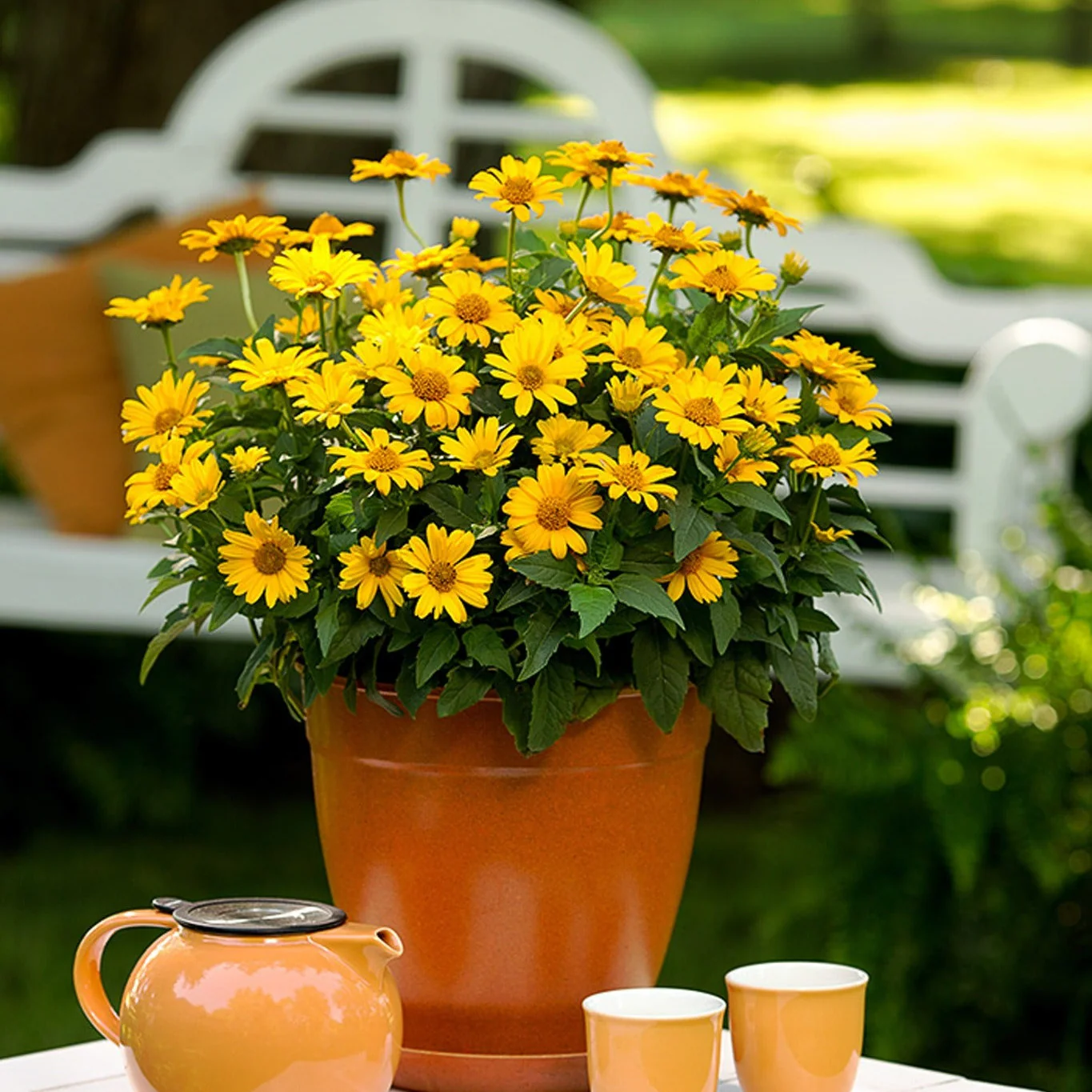 'Tuscan Sun' False Sunflower (Heliopsis helianthoides) - Image 7