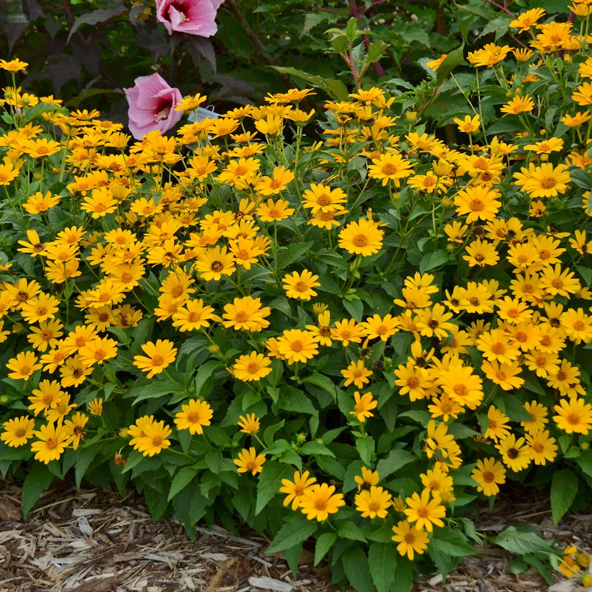 'Tuscan Sun' False Sunflower (Heliopsis helianthoides) - Image 8