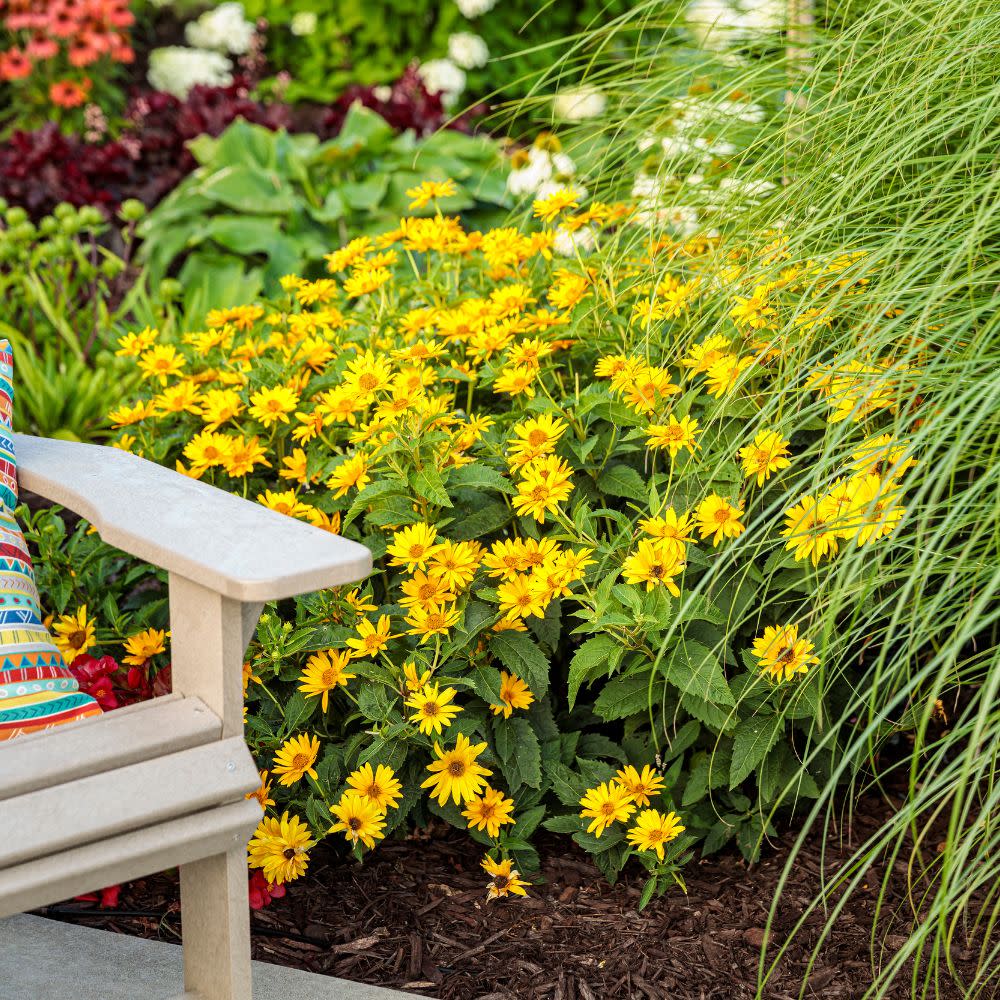 'Tuscan Sun' False Sunflower (Heliopsis helianthoides) - Image 9