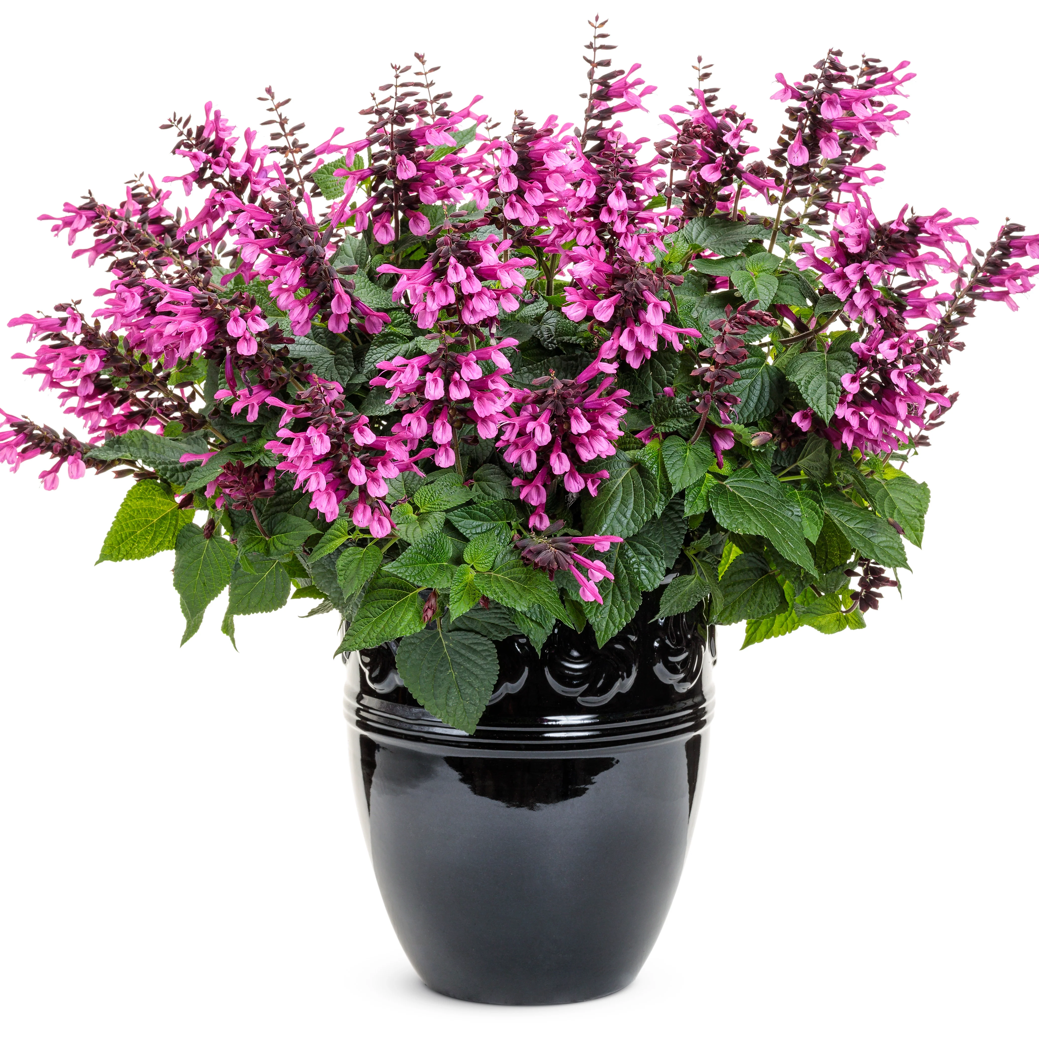 Unplugged® Pink Salvia - Image 4