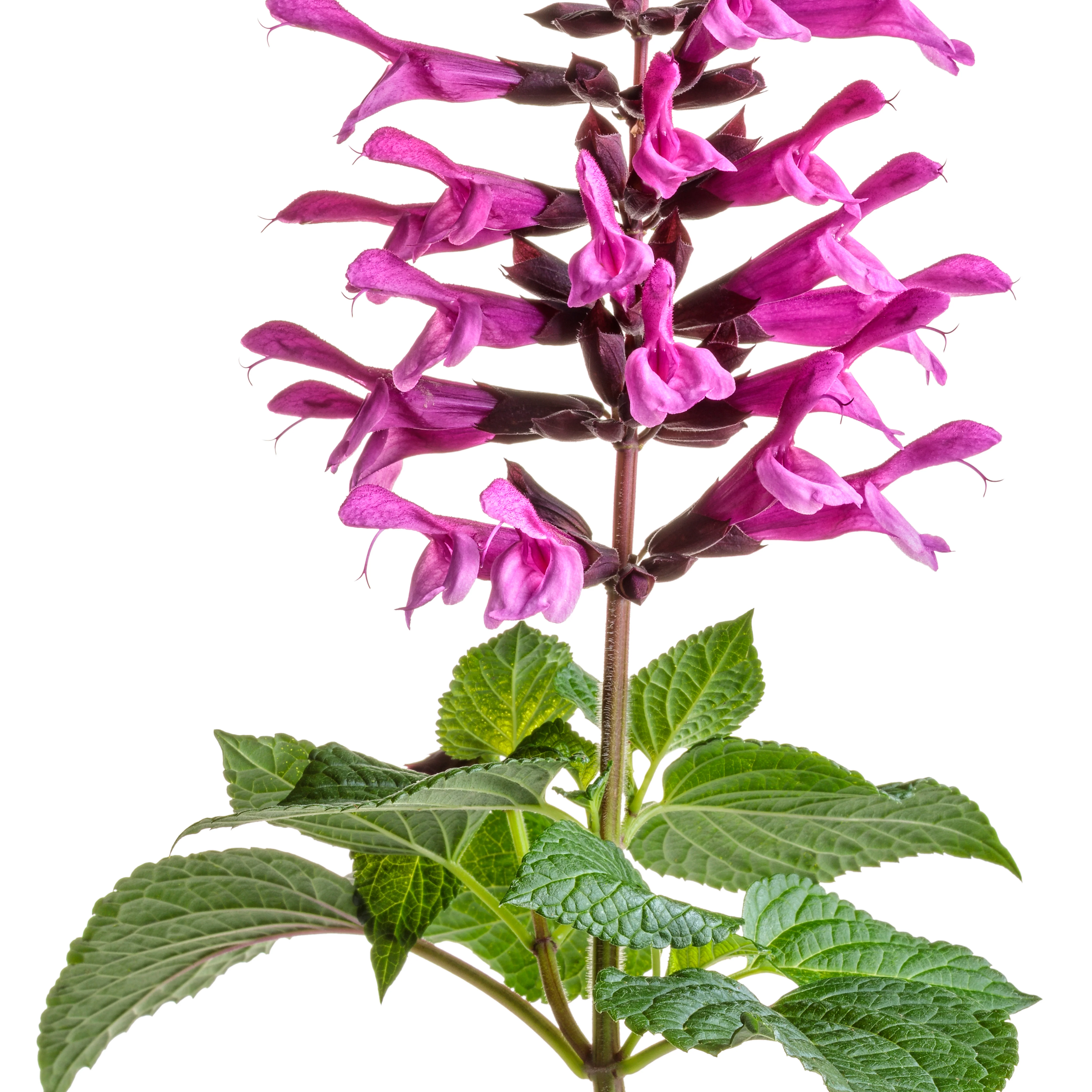 Unplugged® Pink Salvia - Image 9