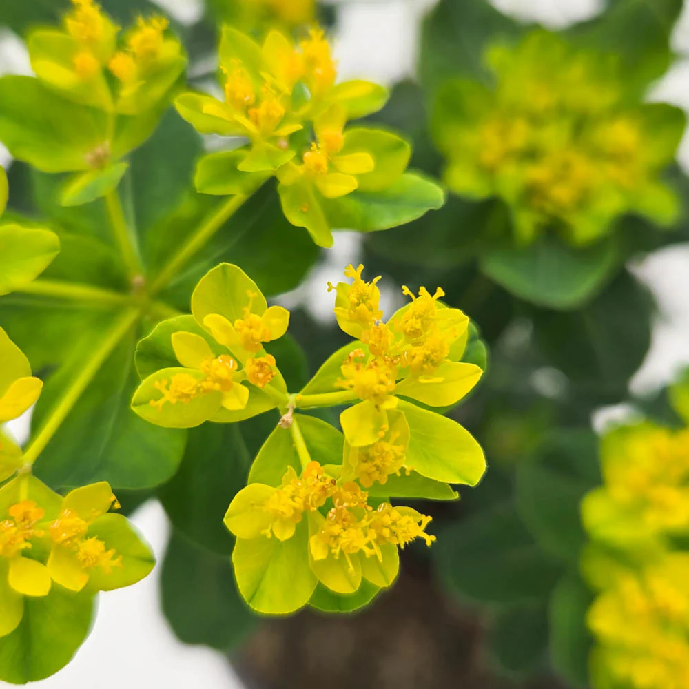 'Urge to Splurge' Euphorbia | Proven Winners® New Variety 2026 - Image 3