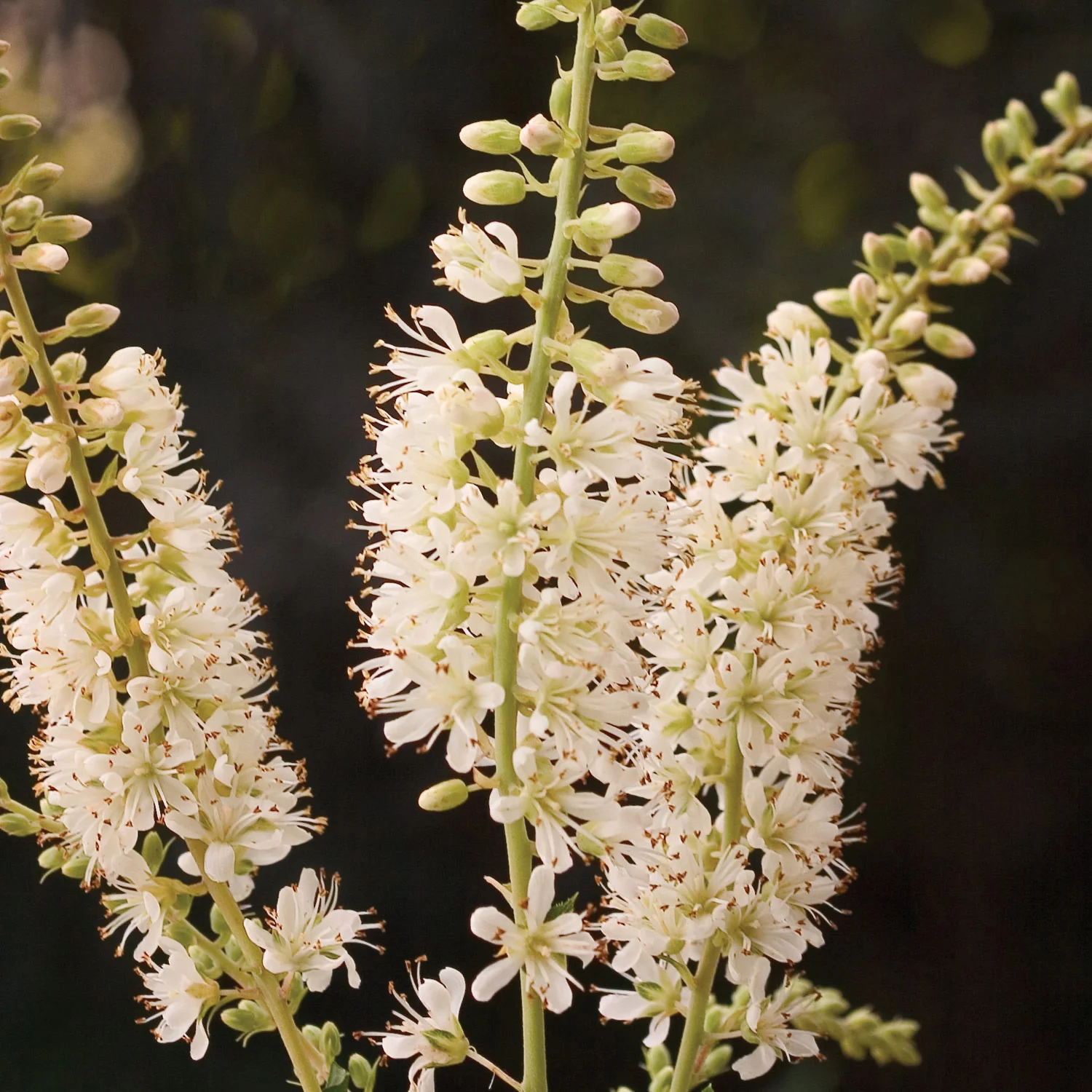 Vanilla Spice® Summersweet (Clethra alnifolia)