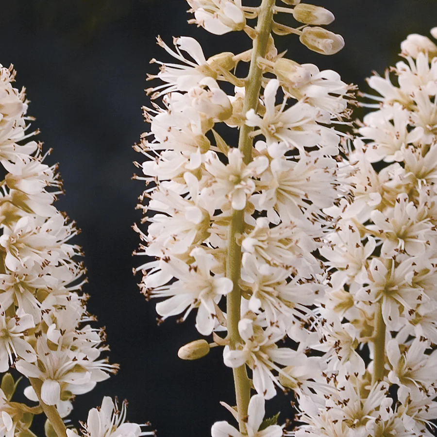 Vanilla Spice® Summersweet (Clethra alnifolia) - Image 3