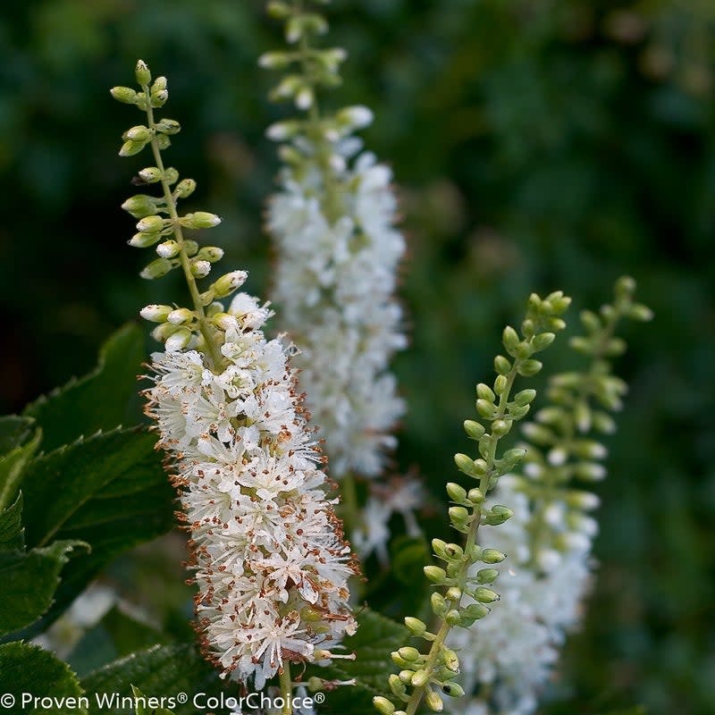 Vanilla Spice® Summersweet (Clethra alnifolia) - Image 4