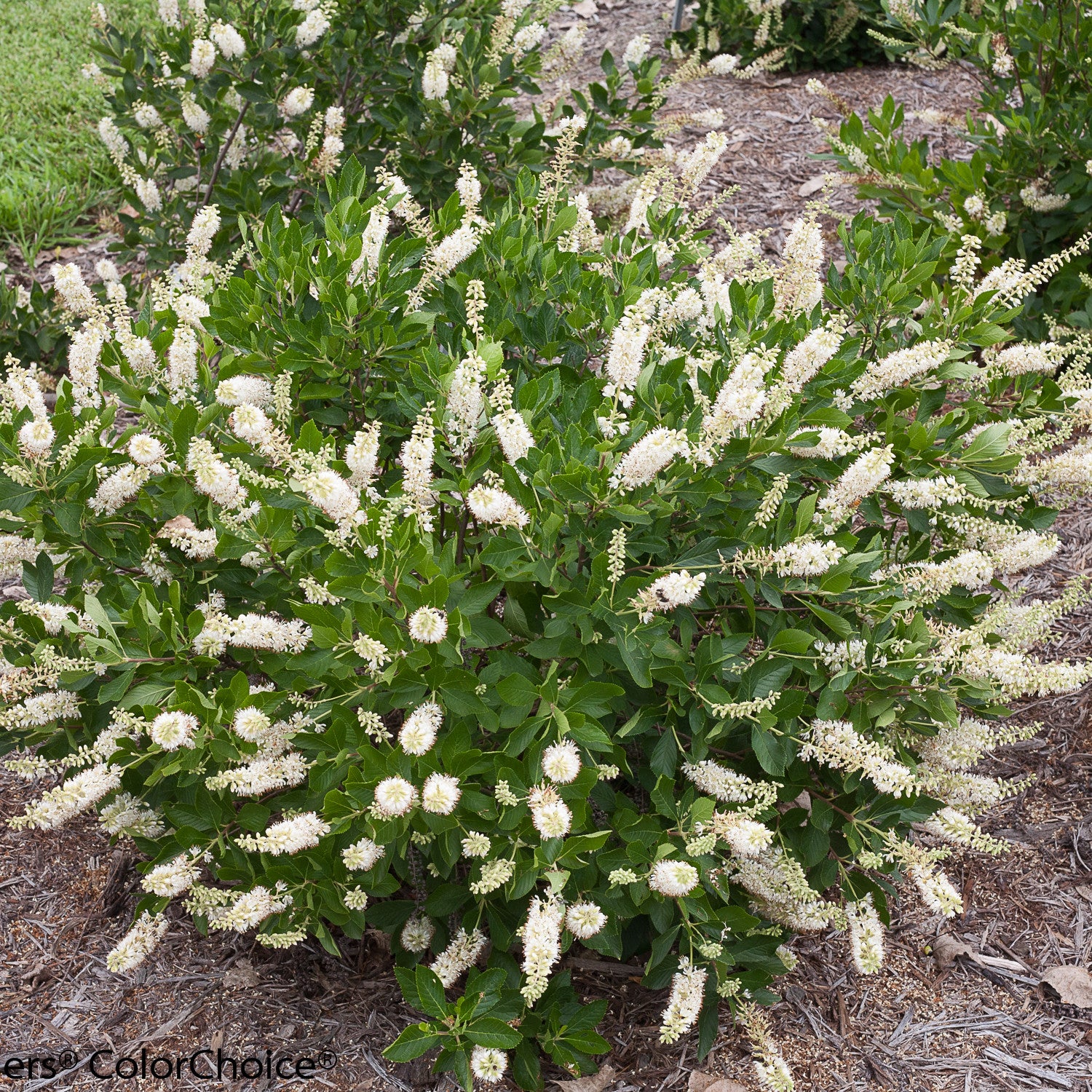 Vanilla Spice® Summersweet (Clethra alnifolia) - Image 6