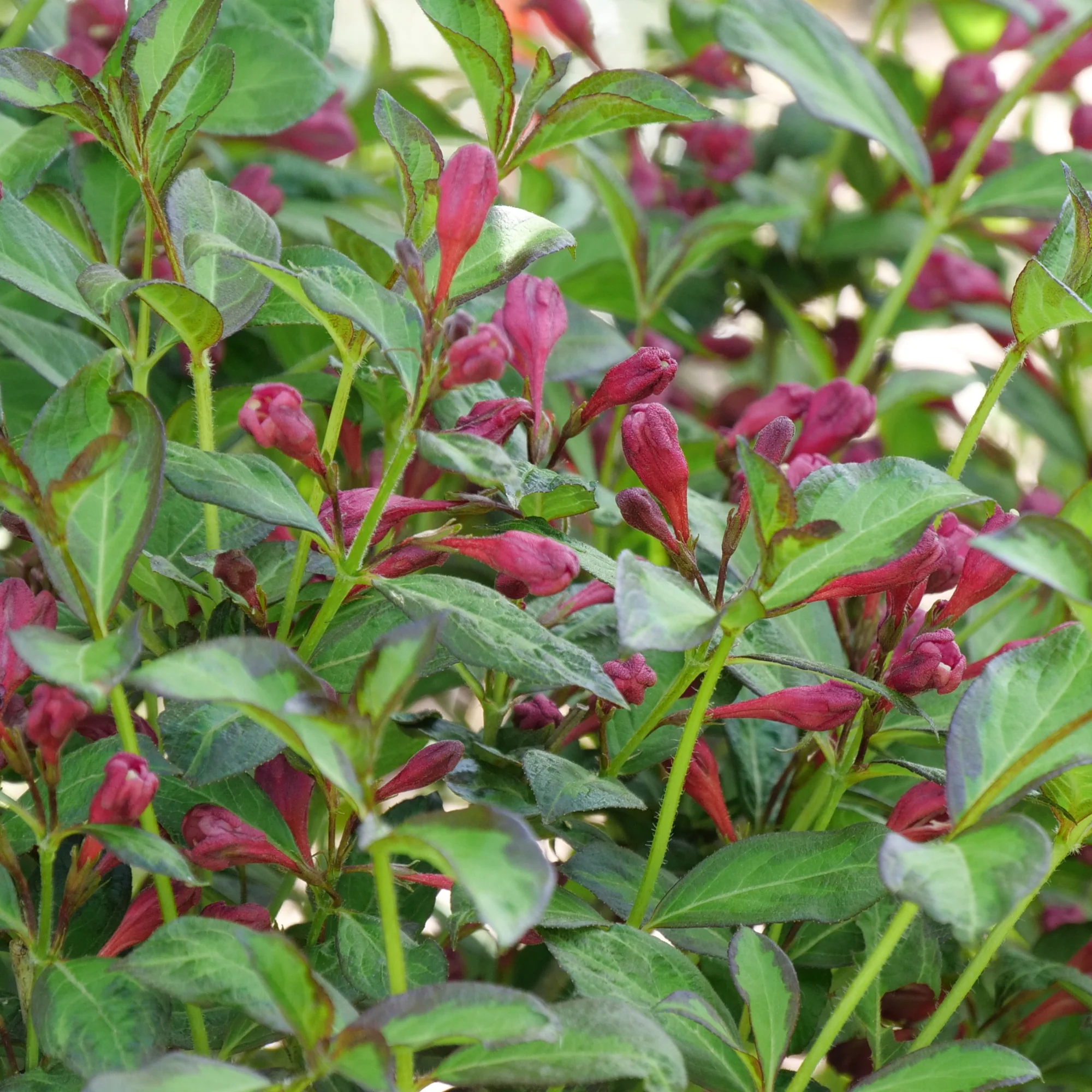Vinho Verde® Weigela (florida) - Image 3