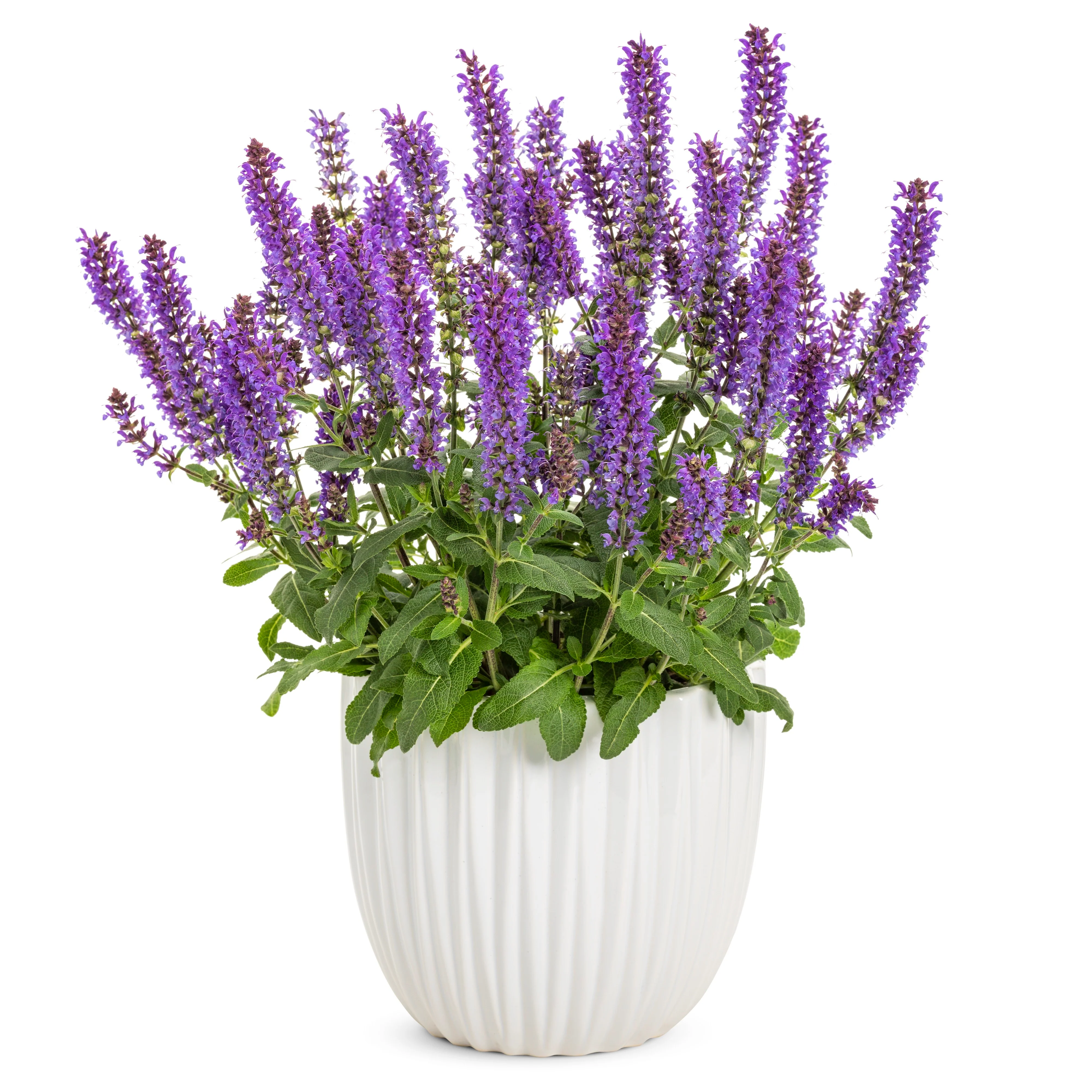 'Violet Profusion' Perennial Salvia (Salvia nemorosa) - Image 6