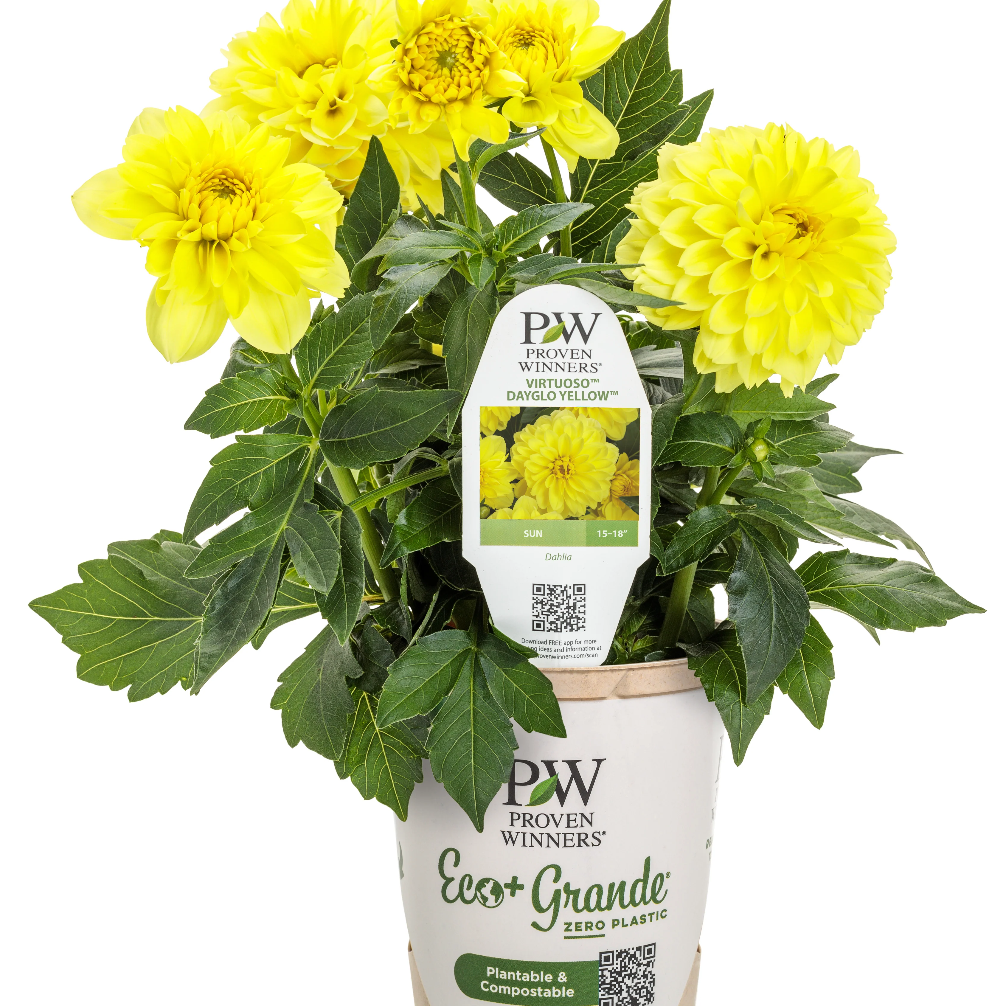 Virtuoso™ Dayglo Yellow™ Dahlia (Dahlia variabilis) - Image 2