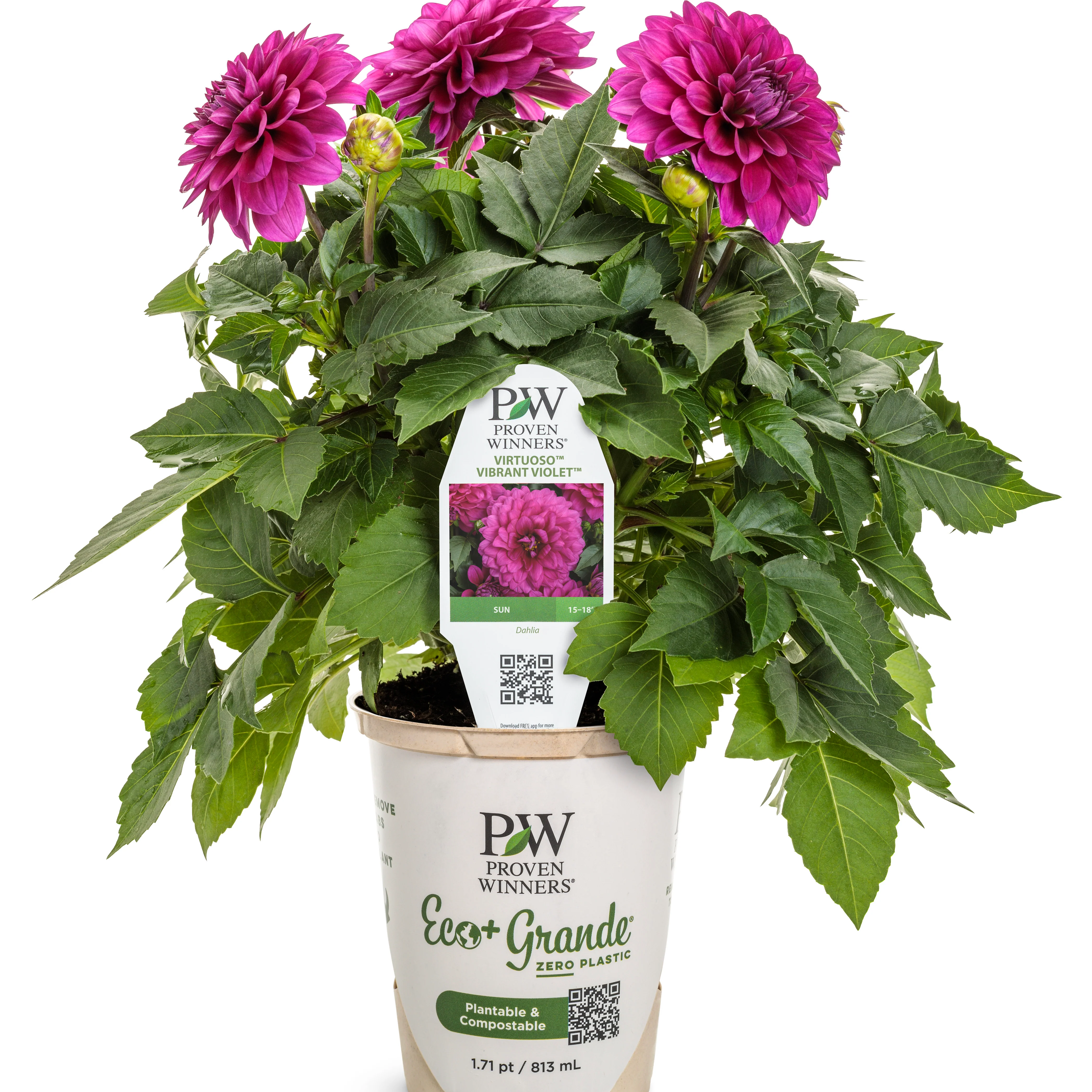 Virtuoso™ Vibrant Violet™ Dahlia (Dahlia variabilis) - Image 2