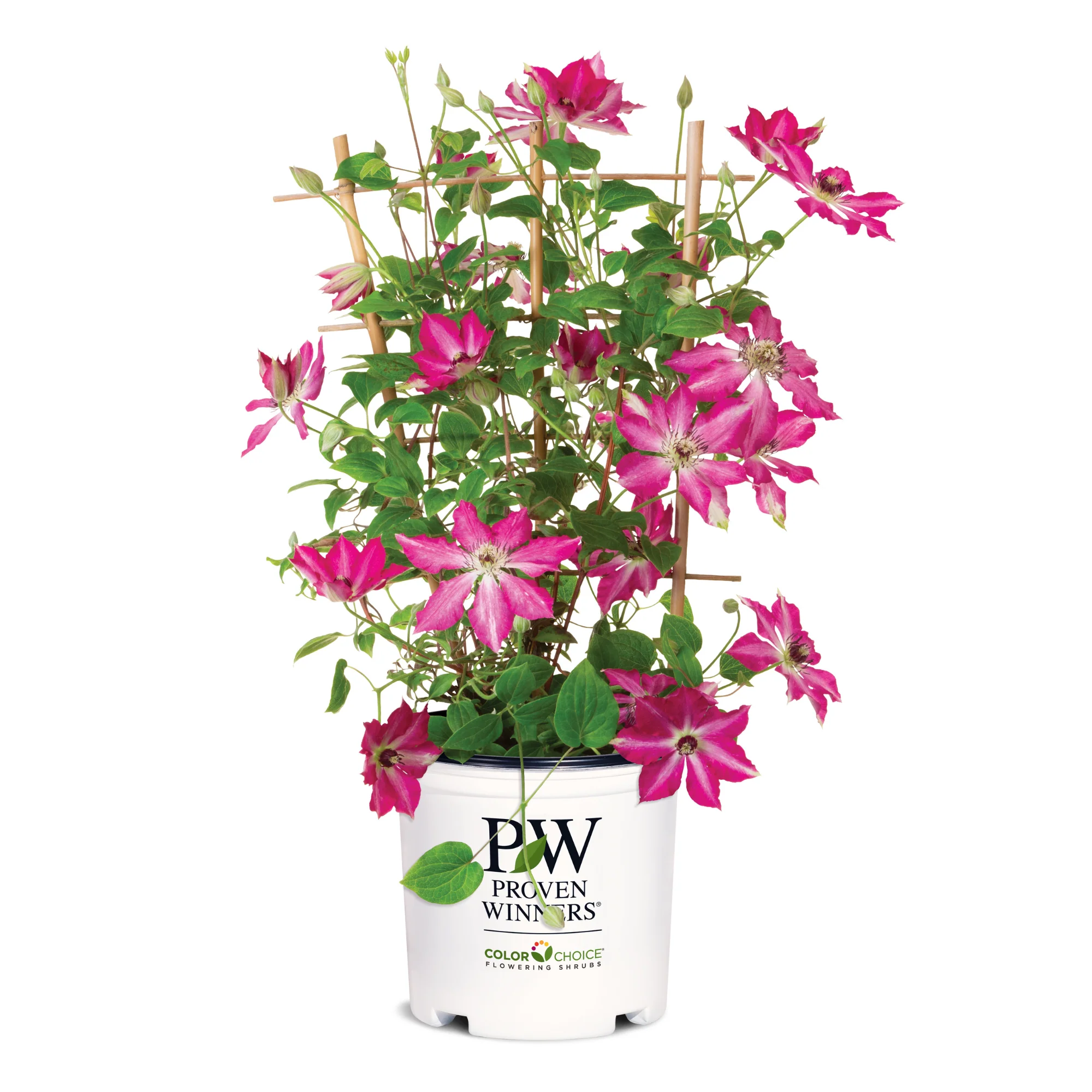 'Viva Polonia' Clematis - Image 2
