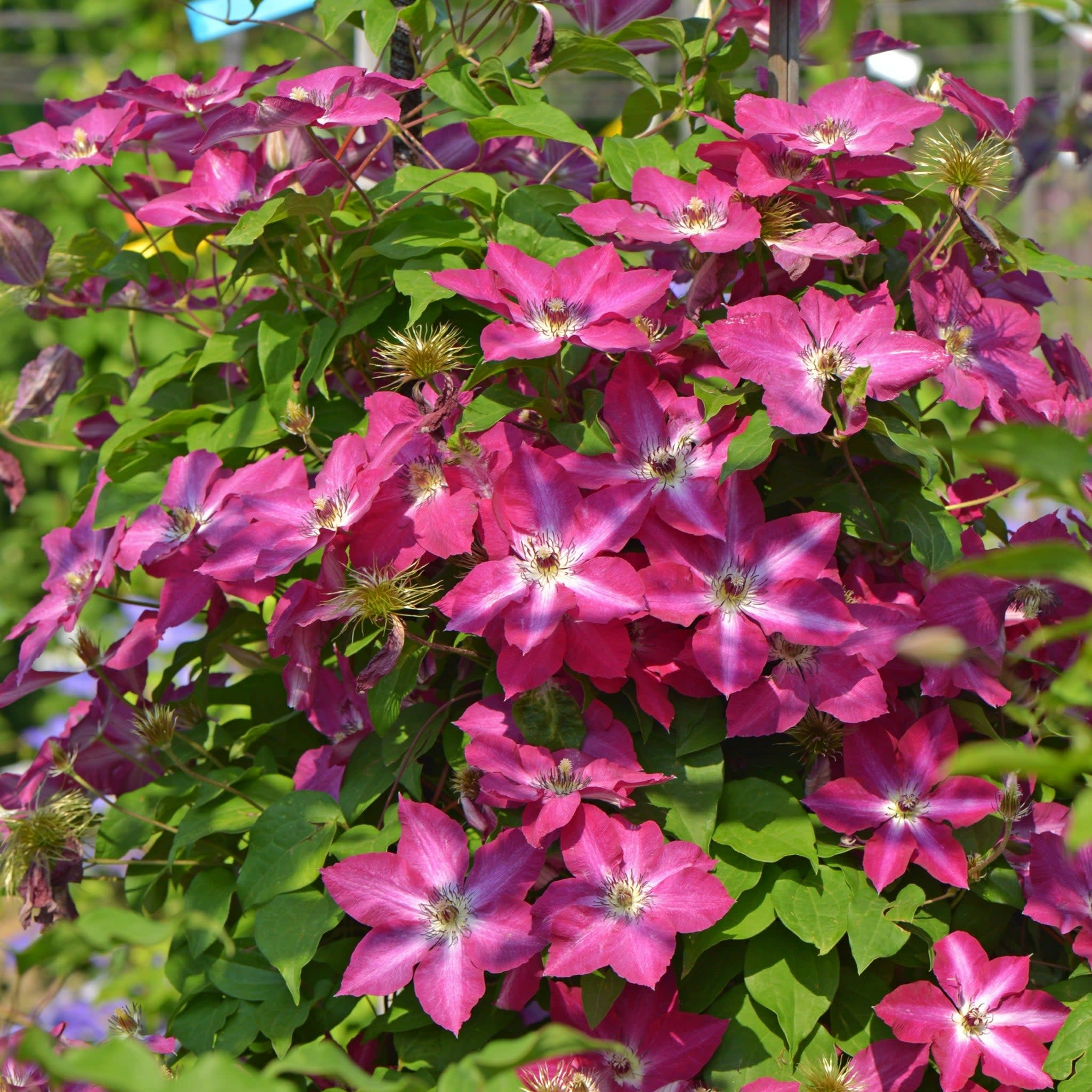 'Viva Polonia' Clematis - Image 4