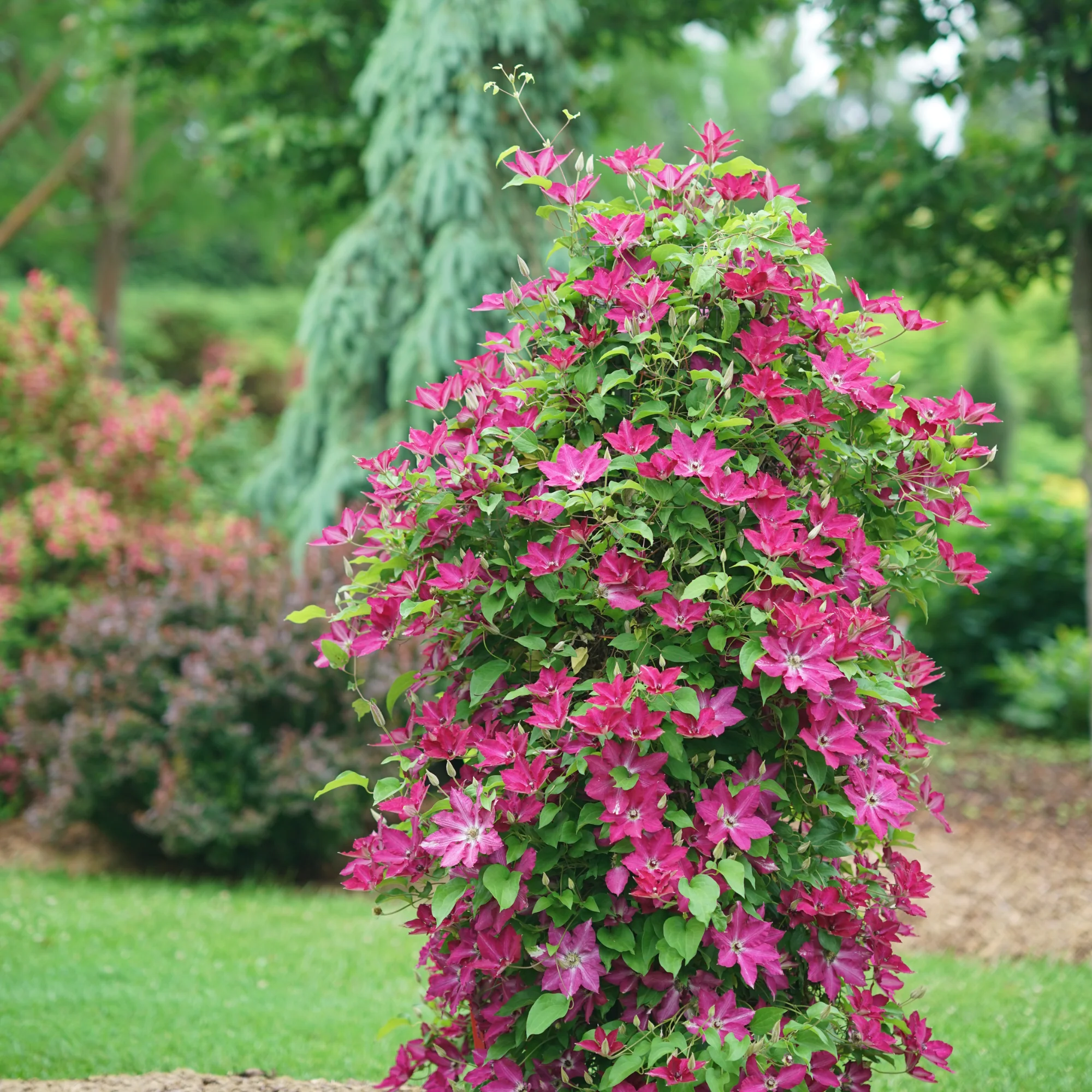 'Viva Polonia' Clematis - Image 5