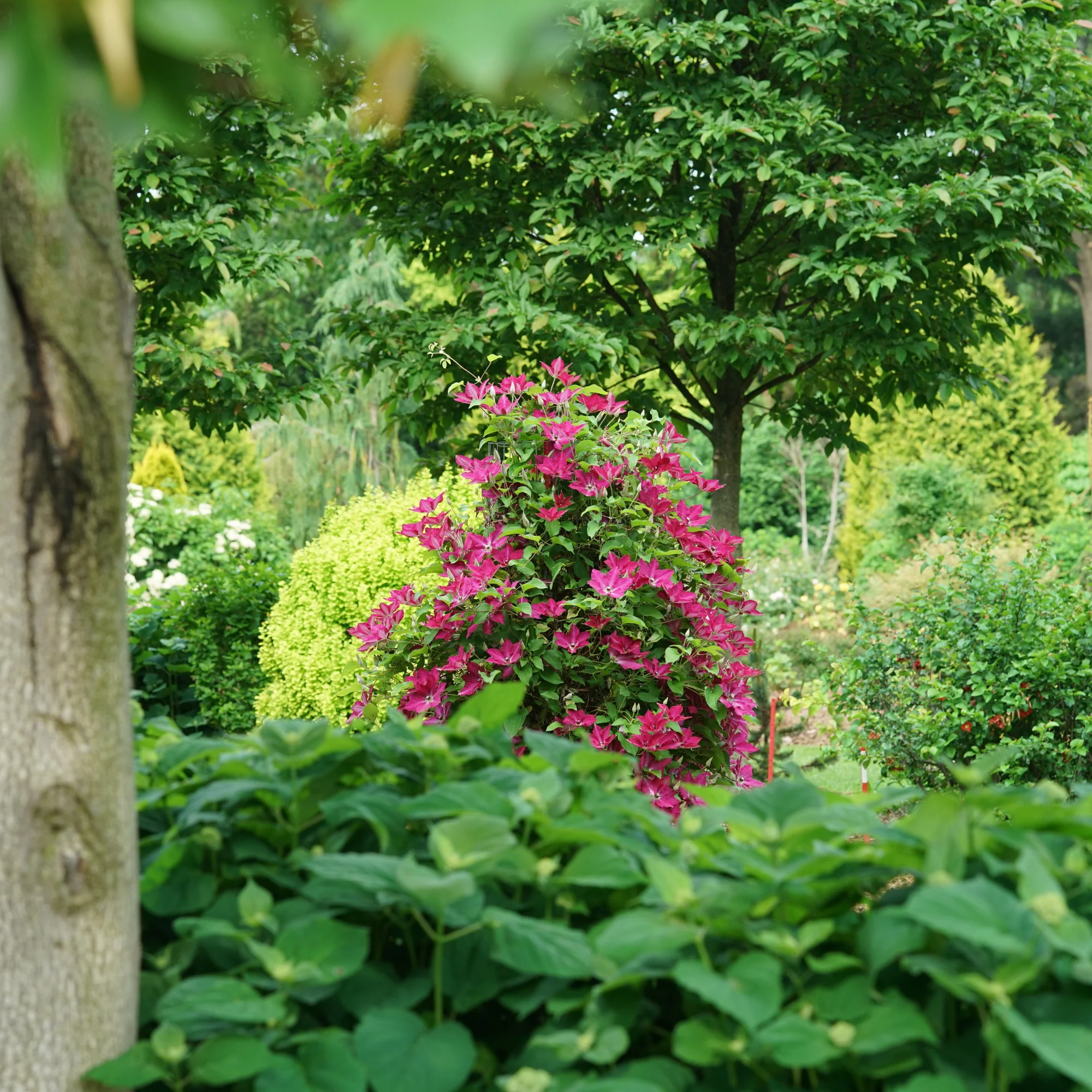 'Viva Polonia' Clematis - Image 6