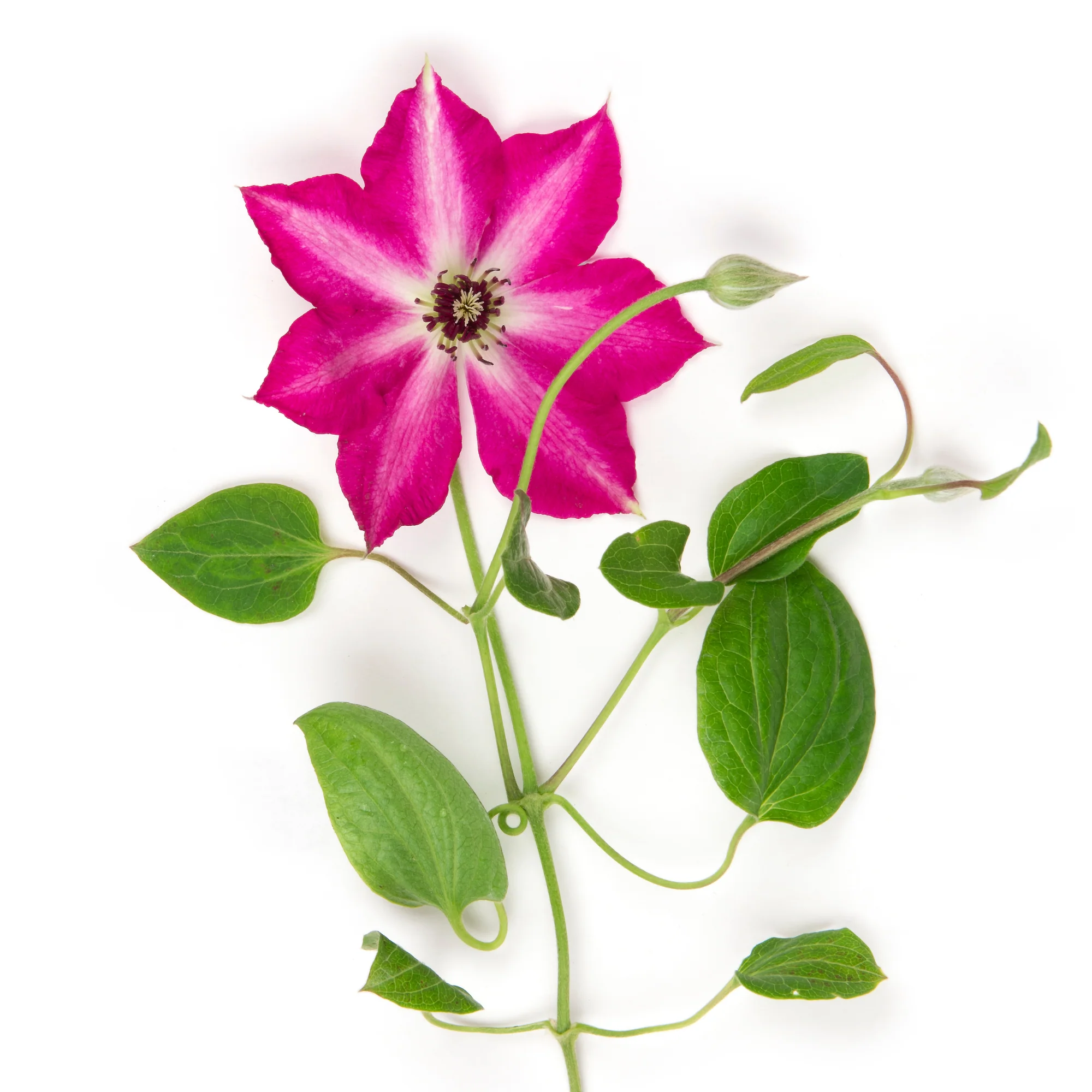 'Viva Polonia' Clematis - Image 7