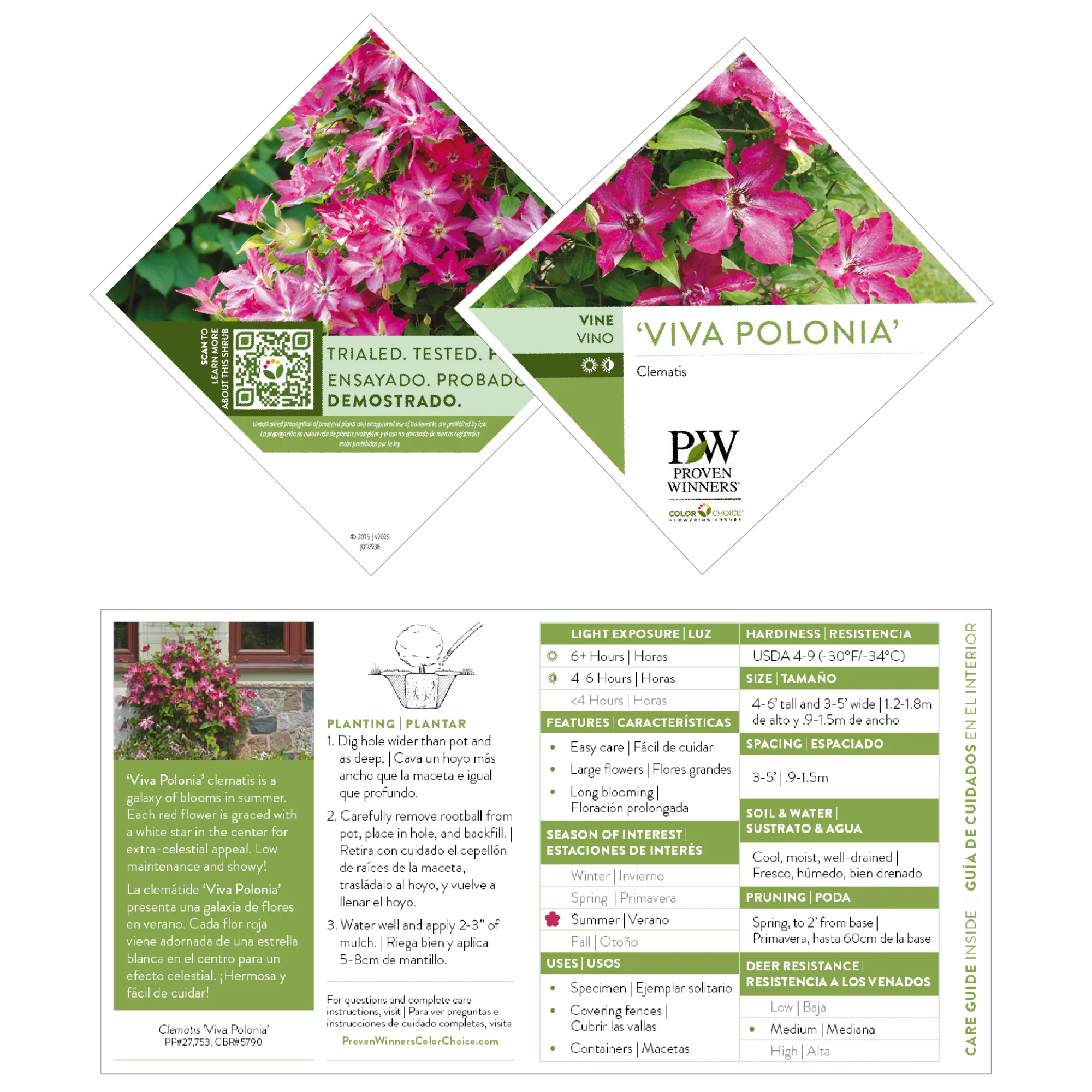 'Viva Polonia' Clematis - Image 9