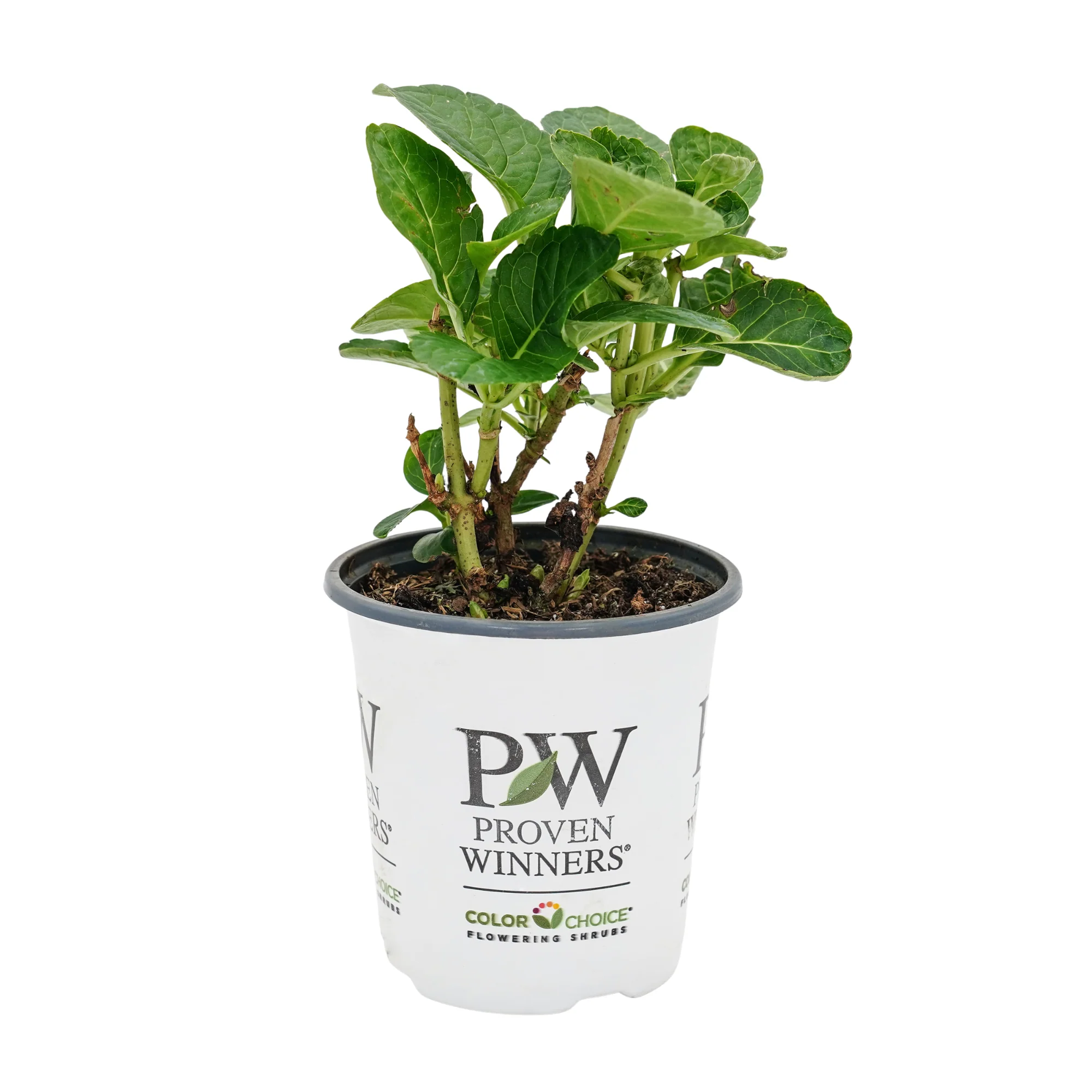 Wee Bit Giddy® Bigleaf Hydrangea (macrophylla) - Image 2