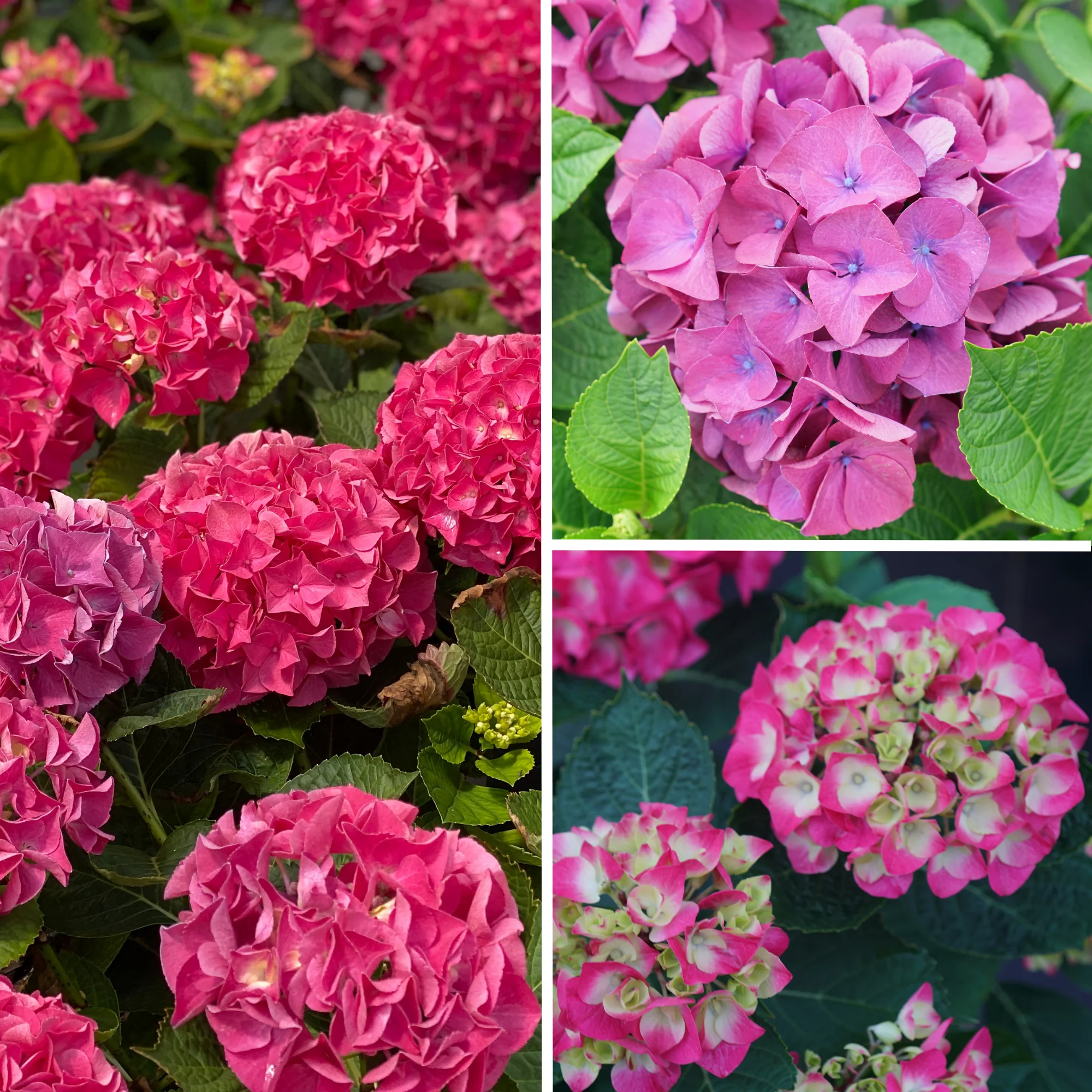Wee Bit Giddy® Bigleaf Hydrangea (macrophylla) - Image 4
