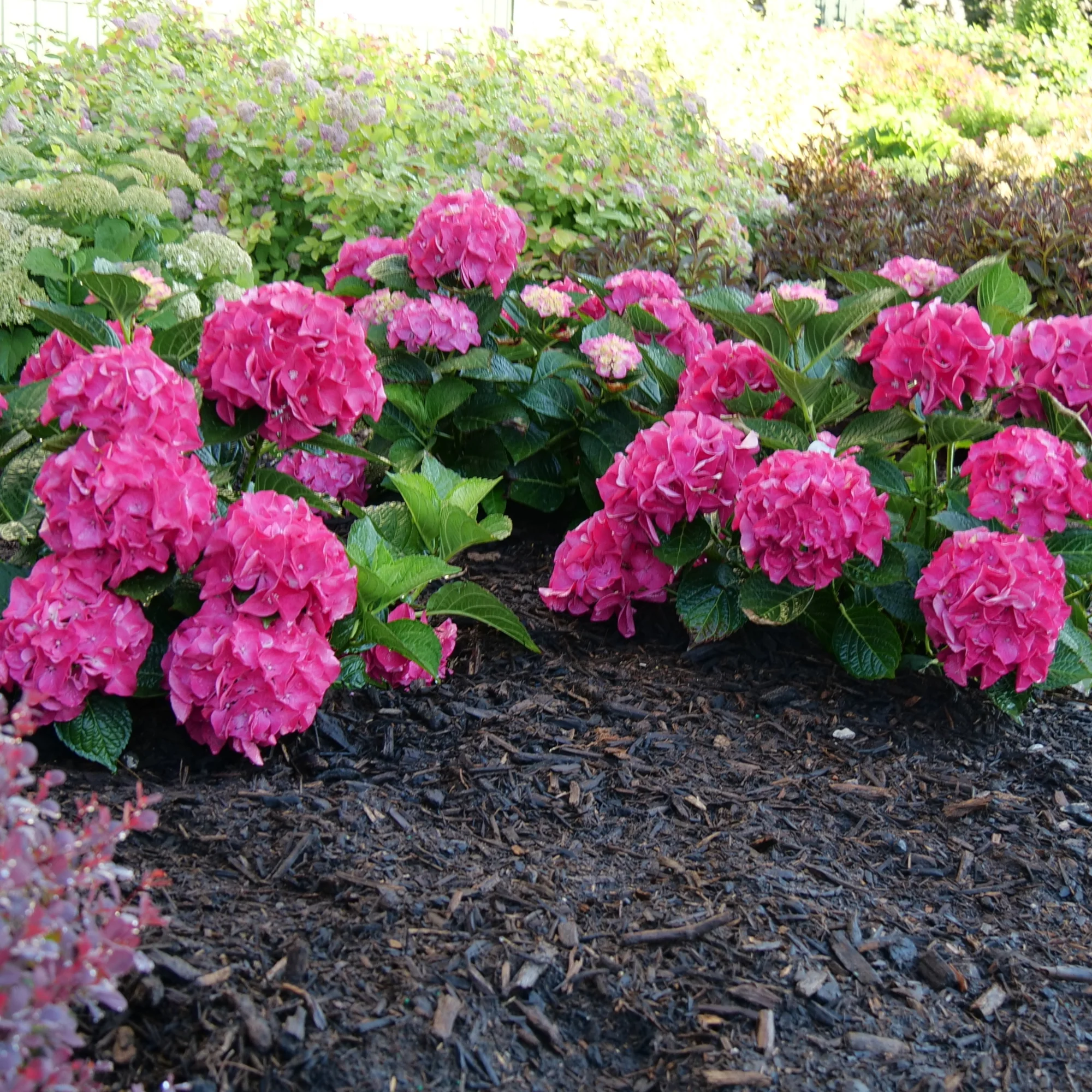 Wee Bit Giddy® Bigleaf Hydrangea (macrophylla) - Image 5