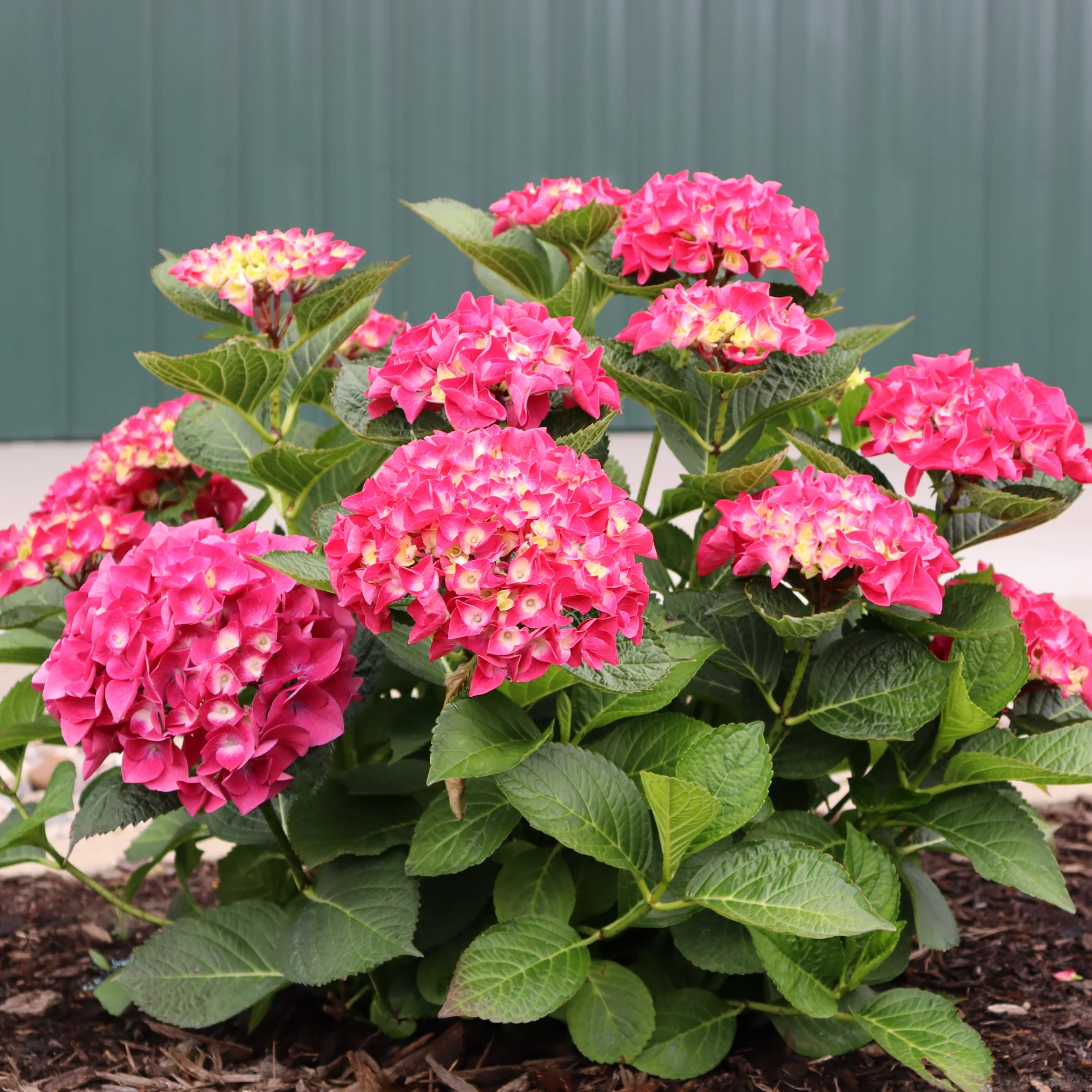Wee Bit Giddy® Bigleaf Hydrangea (macrophylla) - Image 6