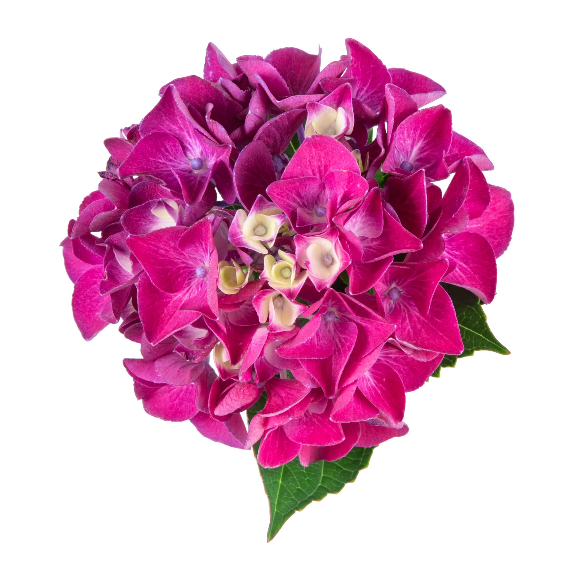 Wee Bit Giddy® Bigleaf Hydrangea (macrophylla) - Image 7