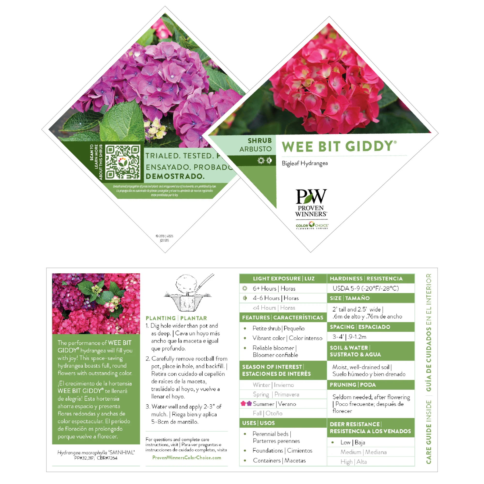 Wee Bit Giddy® Bigleaf Hydrangea (macrophylla) - Image 9