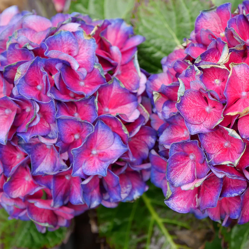 Wee Bit Grumpy® Bigleaf Hydrangea (macrophylla) - Image 3