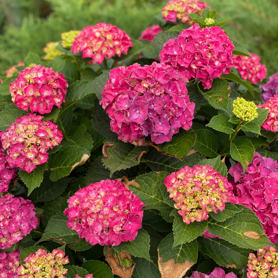 Wee Bit Grumpy® Bigleaf Hydrangea (macrophylla) - Image 4